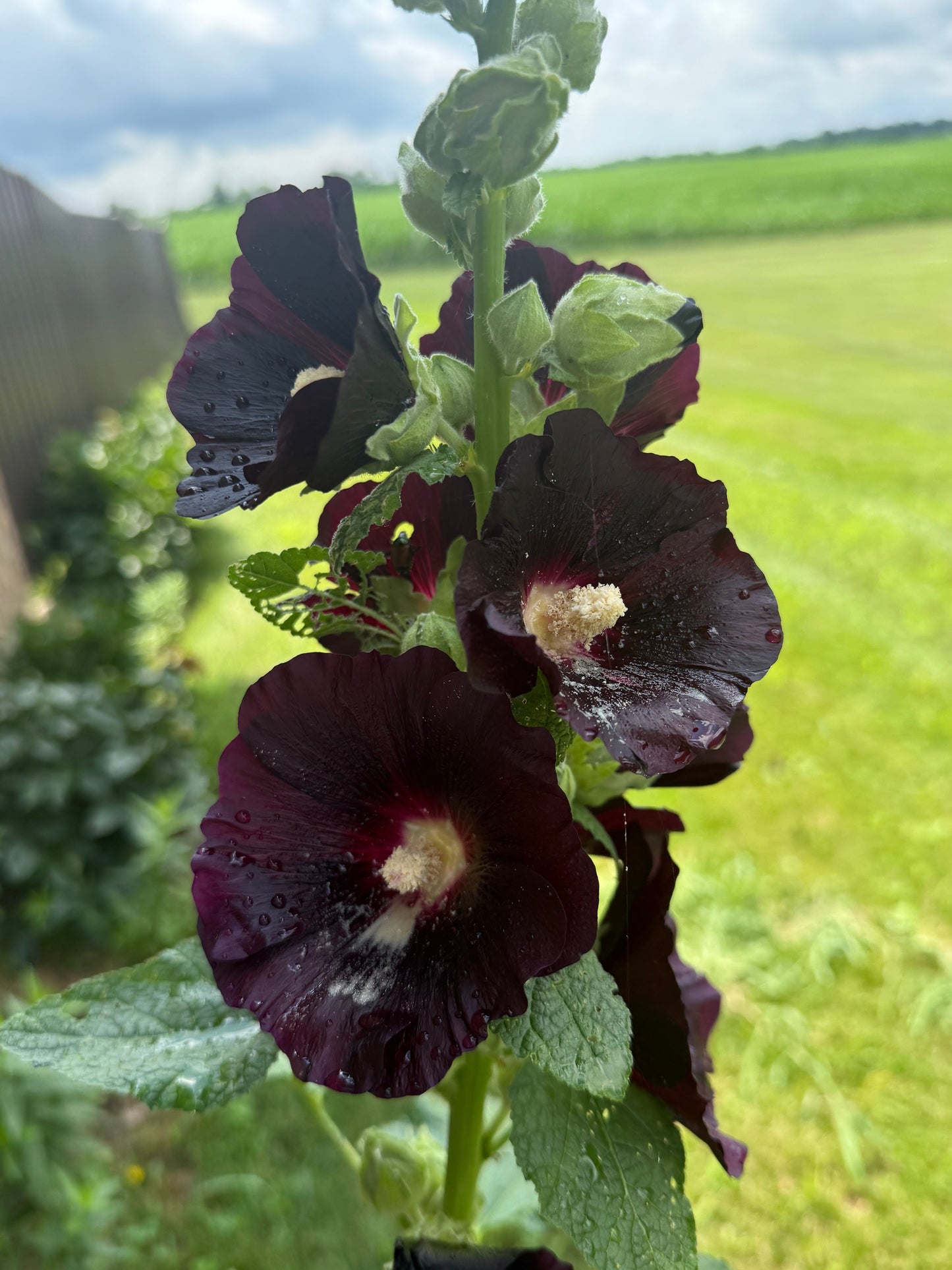Hollyhock ‘Nigra’