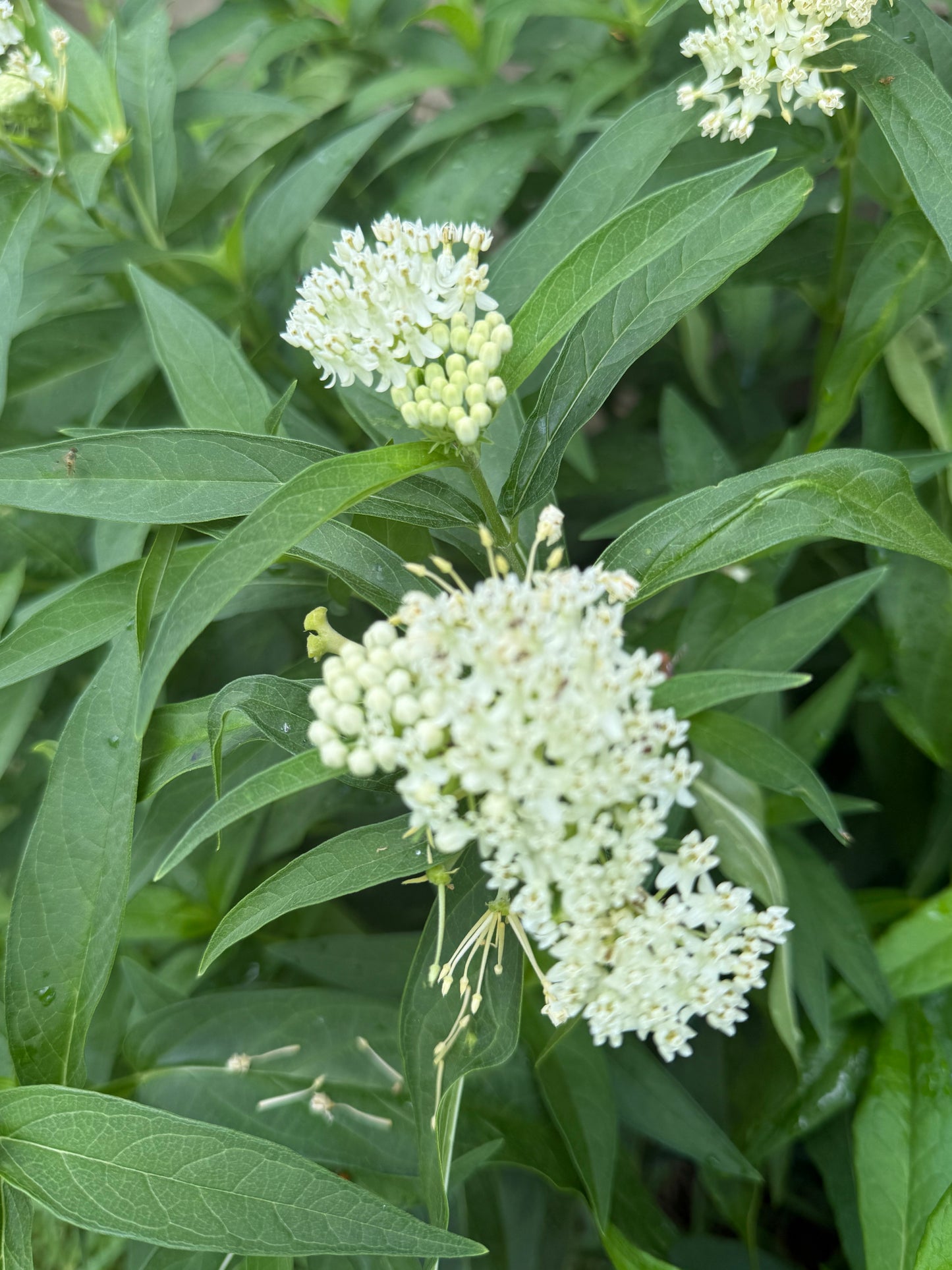 Asclepias incarnata ‘Ice Ballet’ (White Swamp Milkweed)