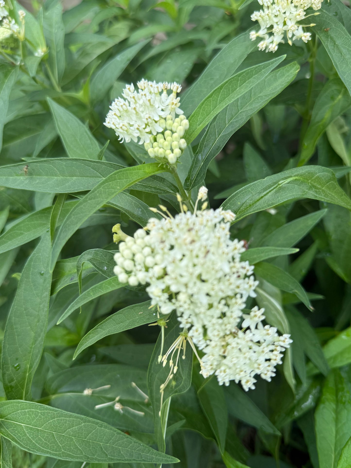 Lace Milkweed Flower