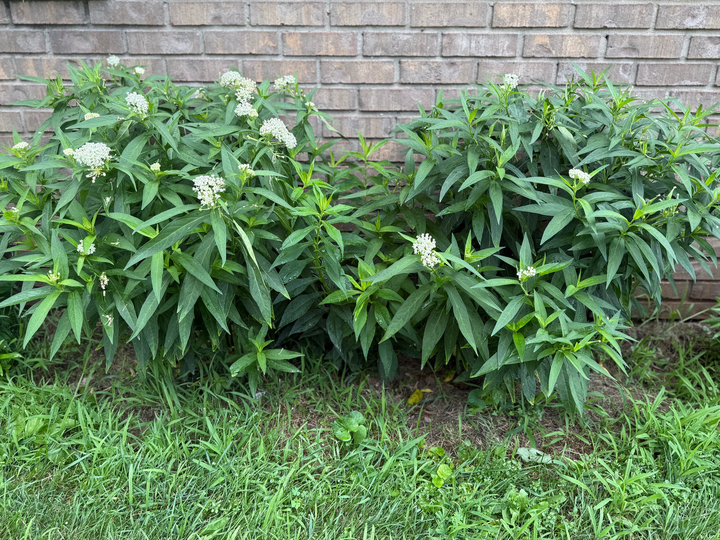 Asclepias incarnata ‘Ice Ballet’ (White Swamp Milkweed)