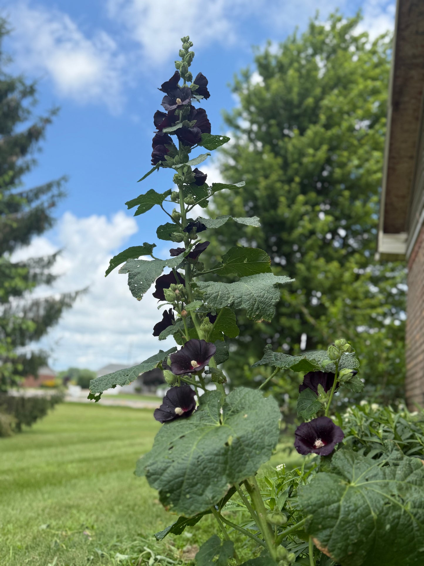 Hollyhock ‘Nigra’