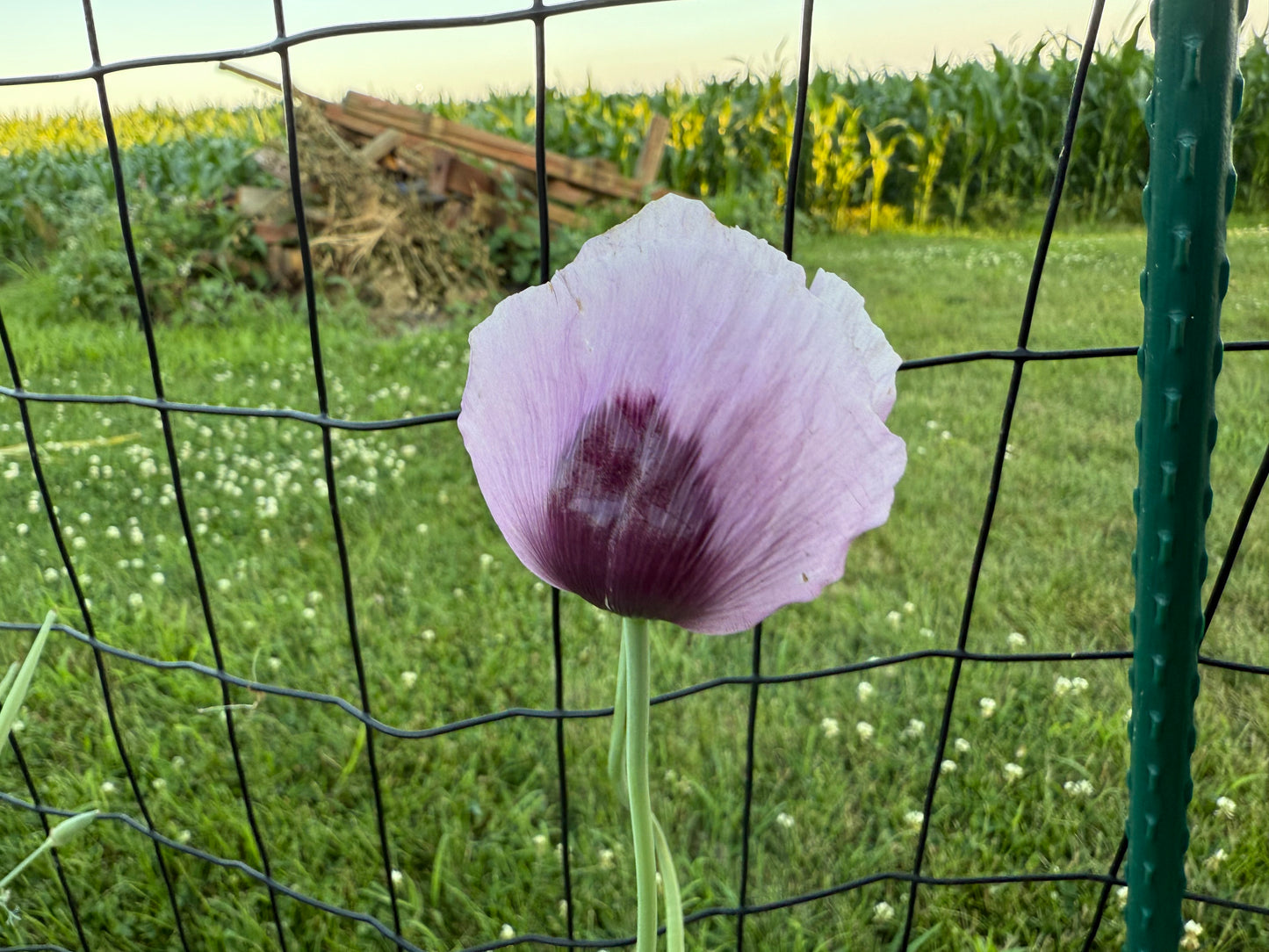 Hungarian Blue Poppy Seeds