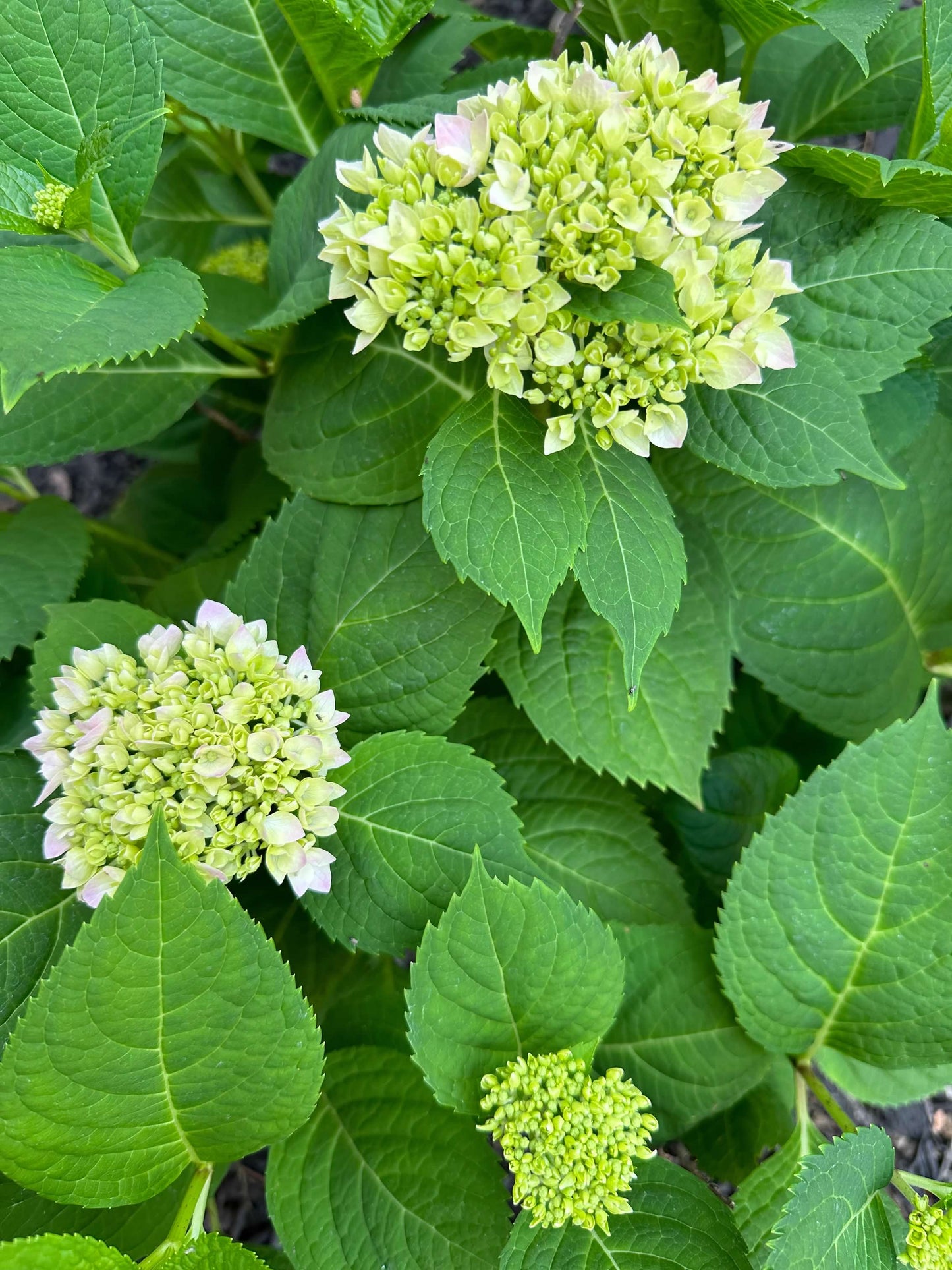 White and Green Hydrangea