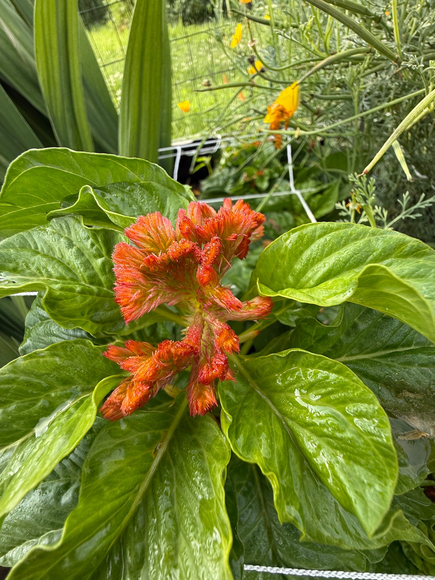 Celosia – Pink and Orange Cockscomb