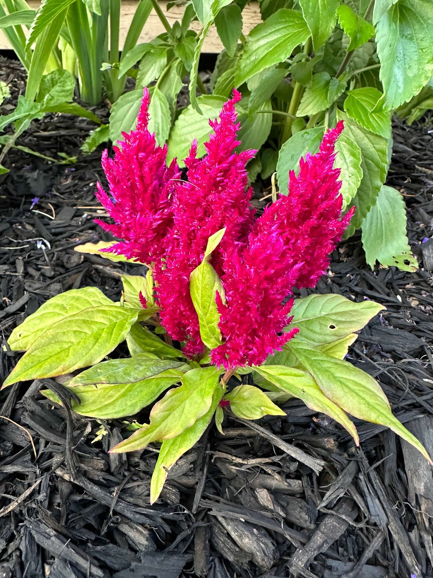 Feather Celosia