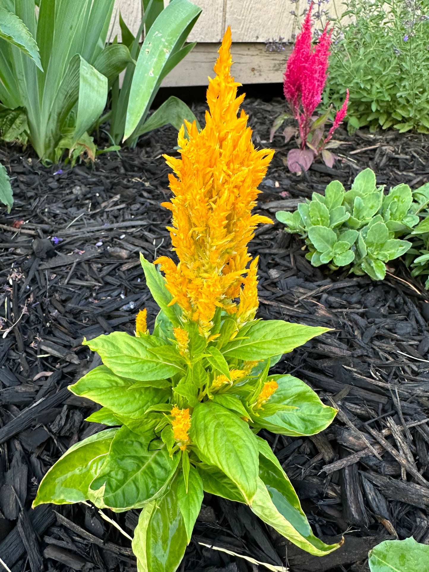 Feather Celosia