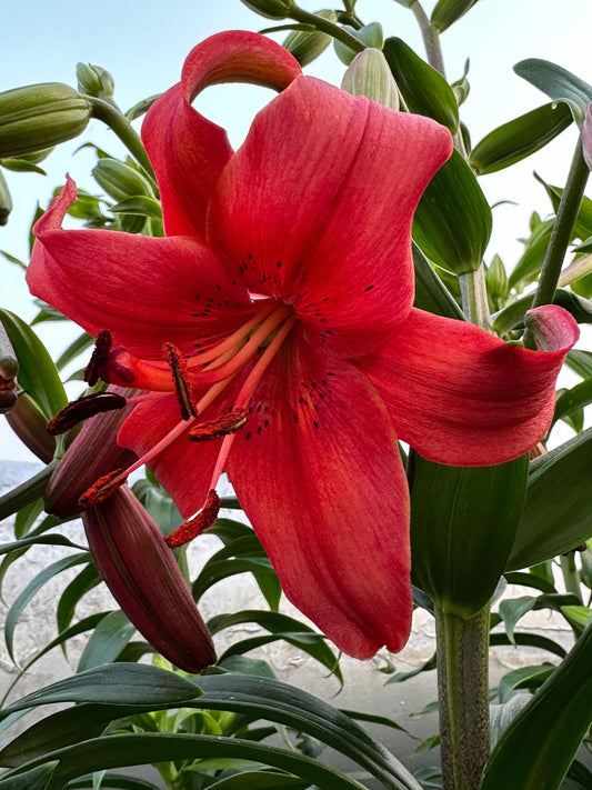 OT Lily – Red Hybrid