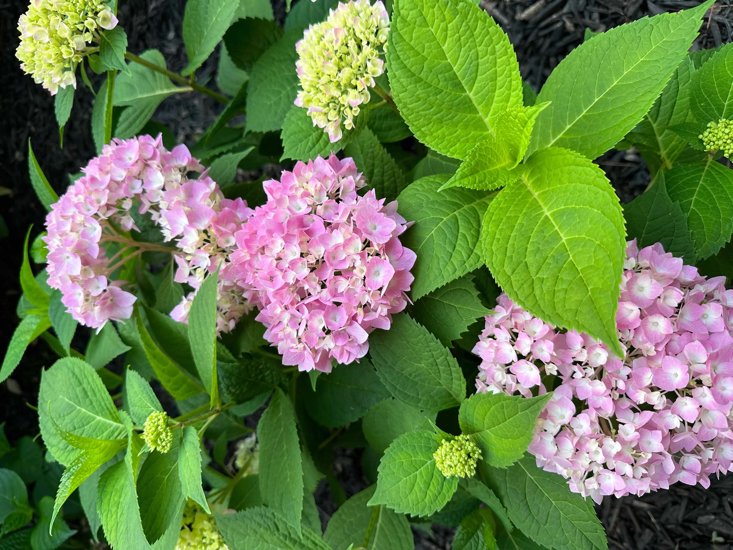 Pink and Blue Hydrangea