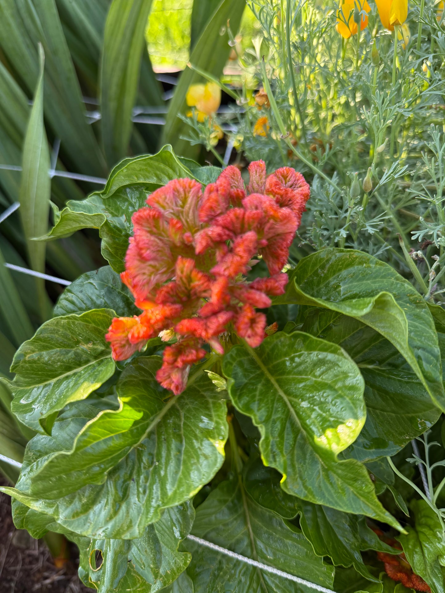Celosia – Pink and Orange Cockscomb