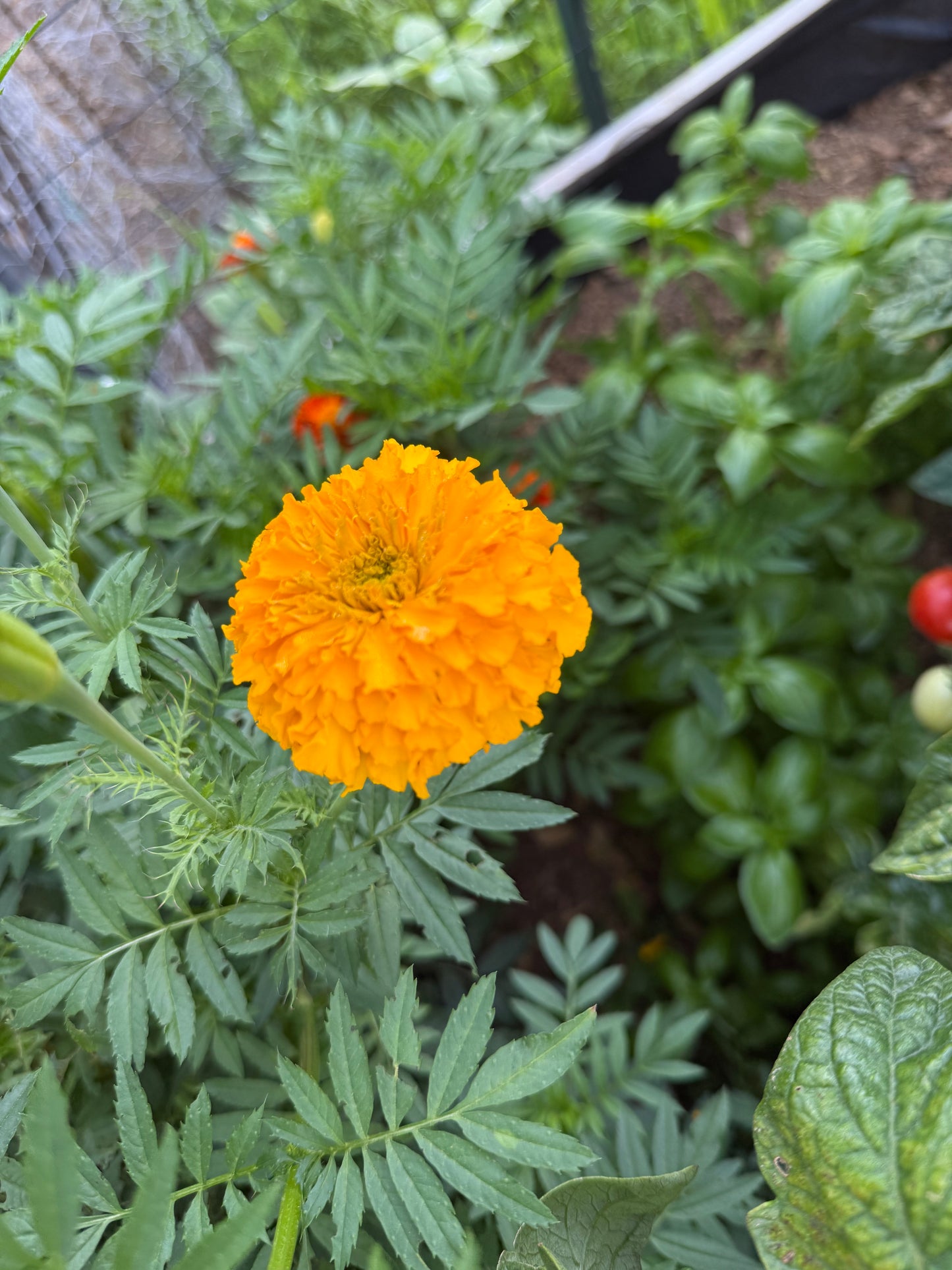 African Marigold Seeds
