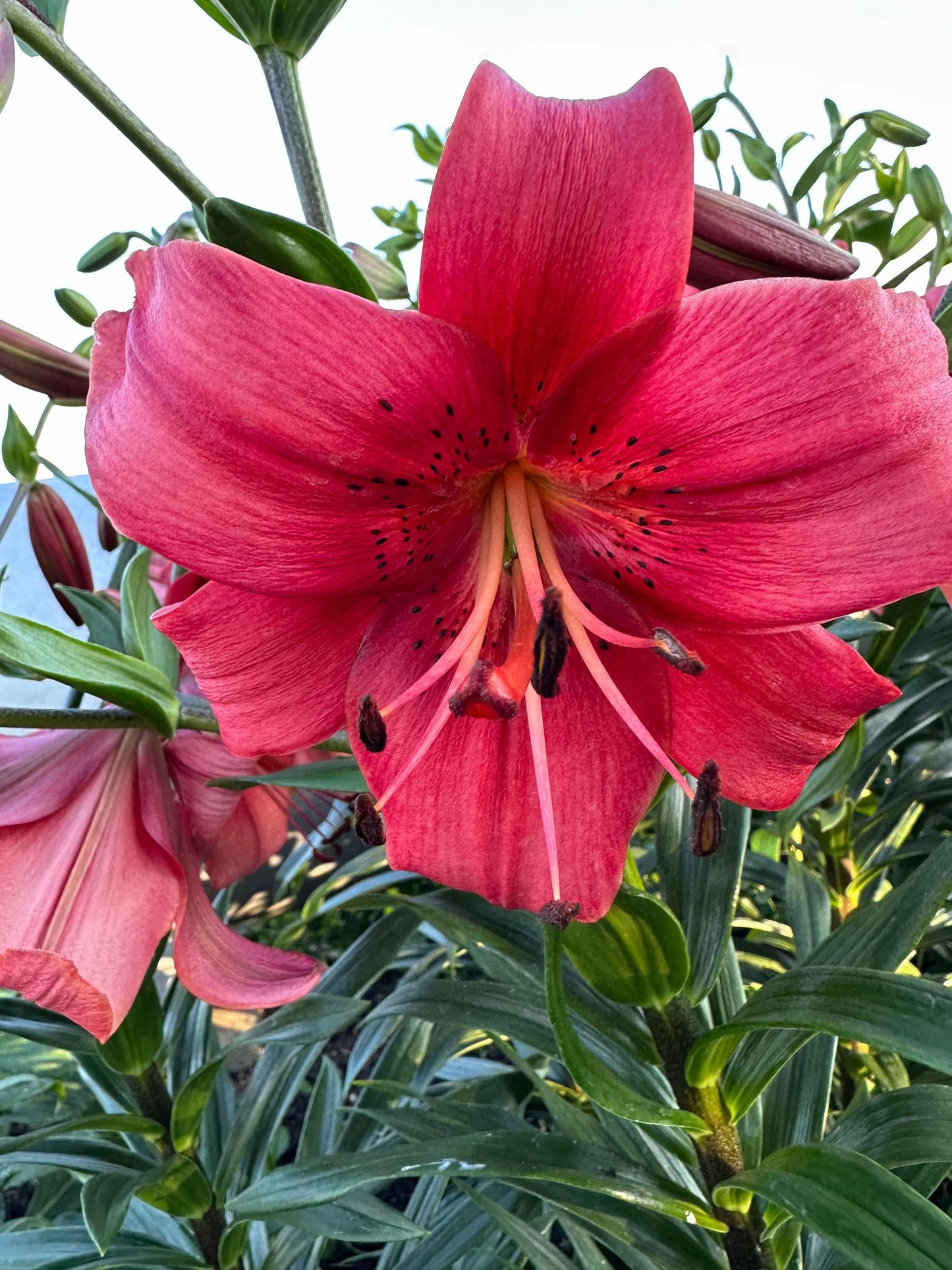 OT Lily – Red Hybrid