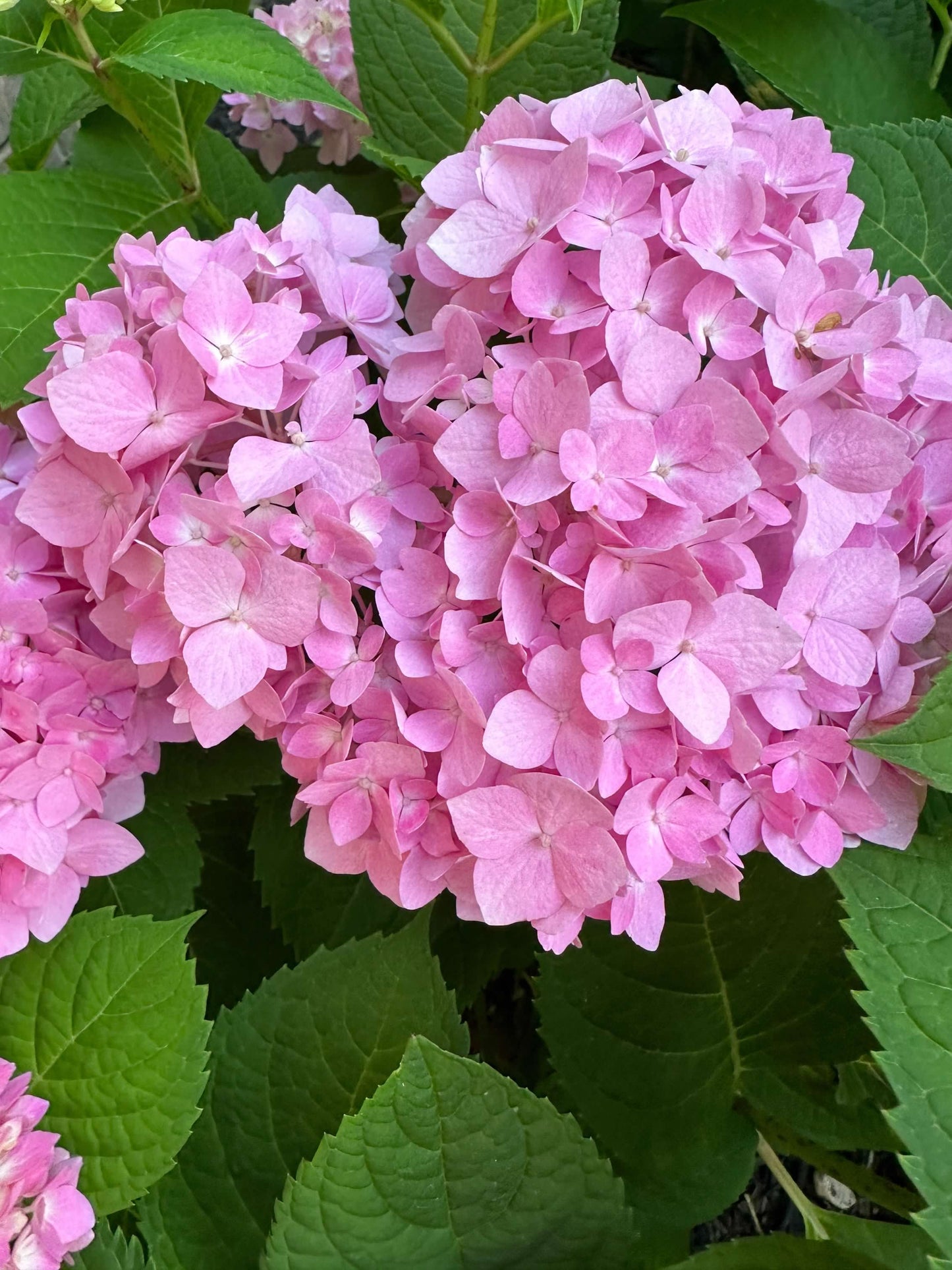 Pink and Blue Hydrangea