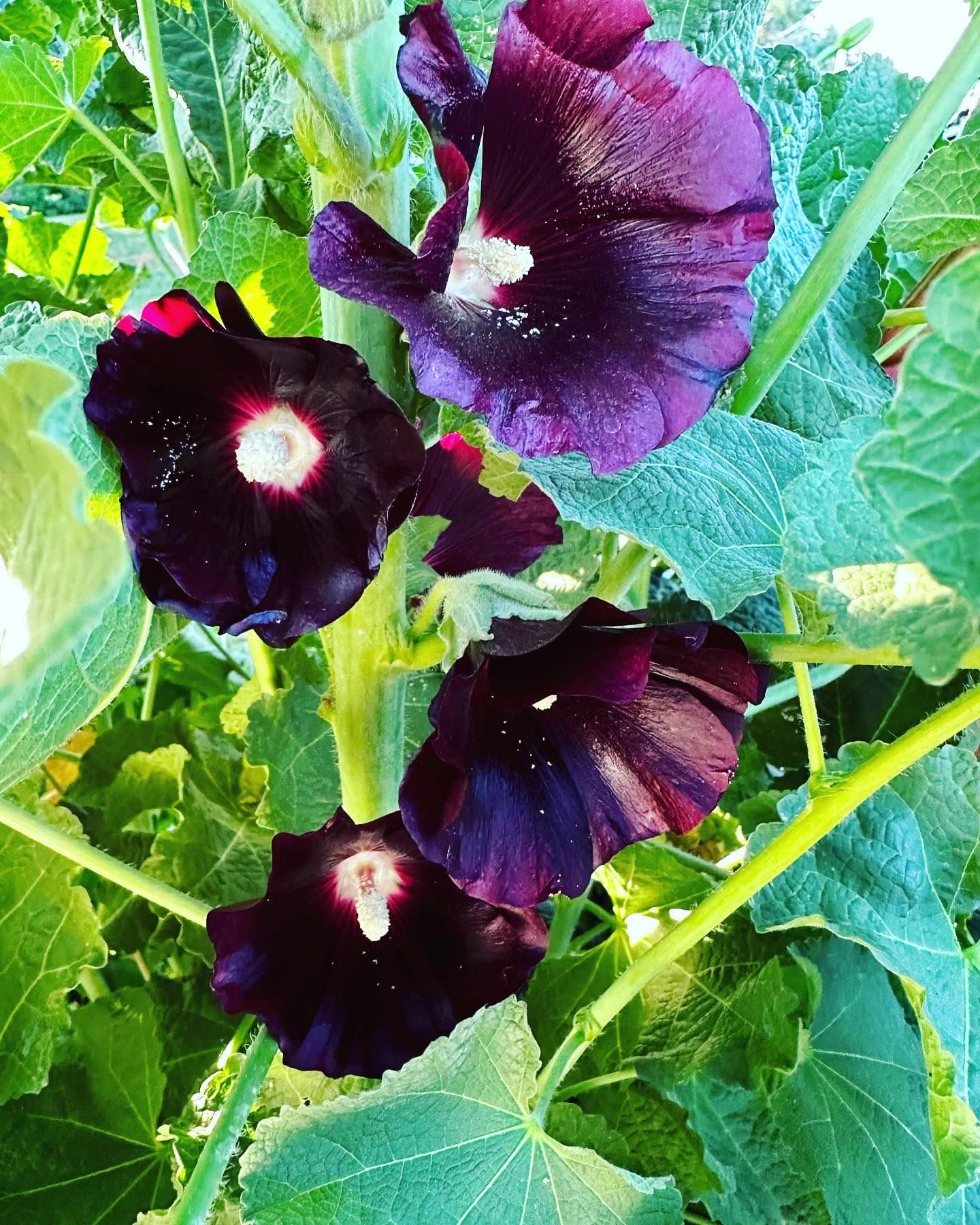 Hollyhock ‘Nigra’