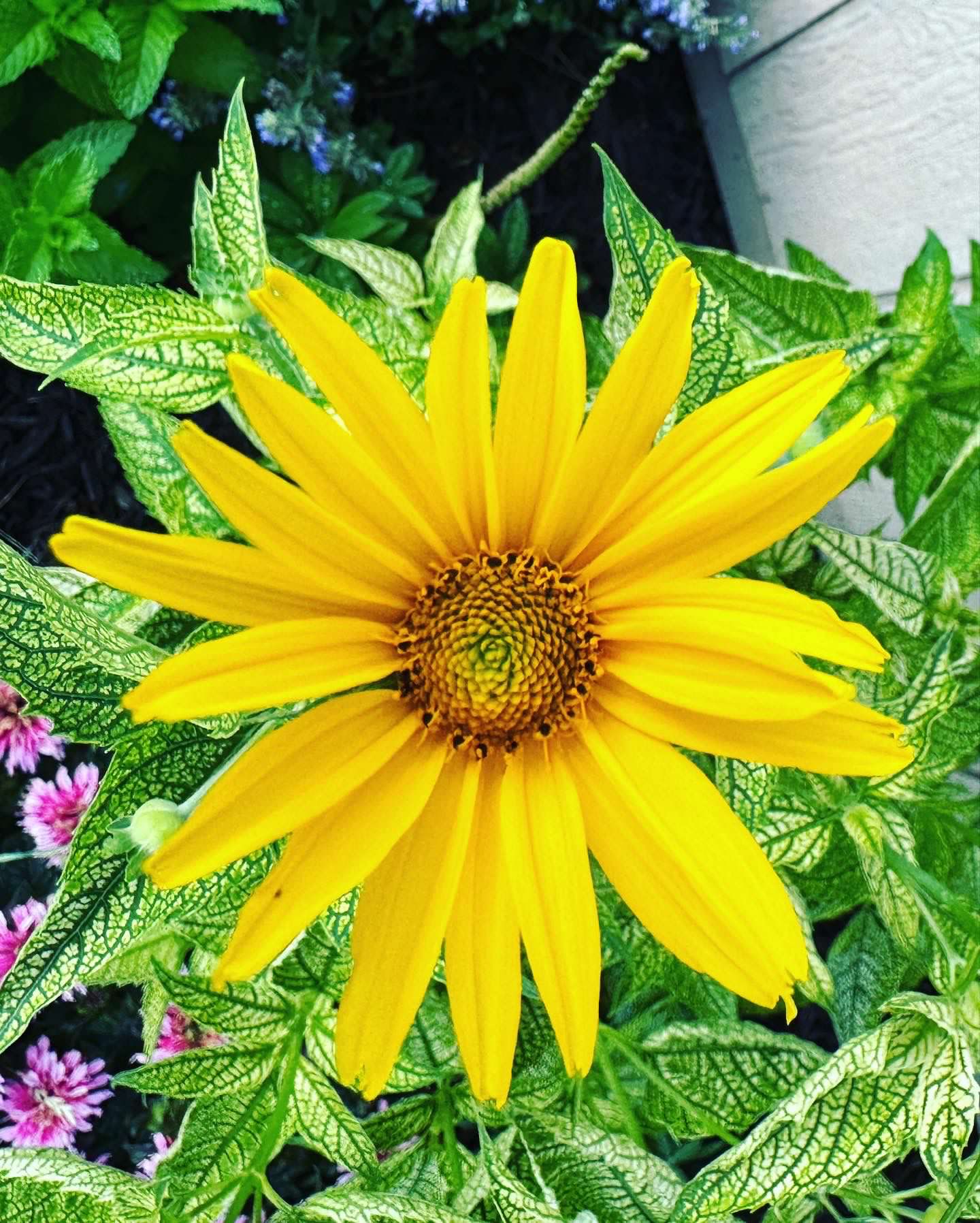 Sunstruck Heliopsis