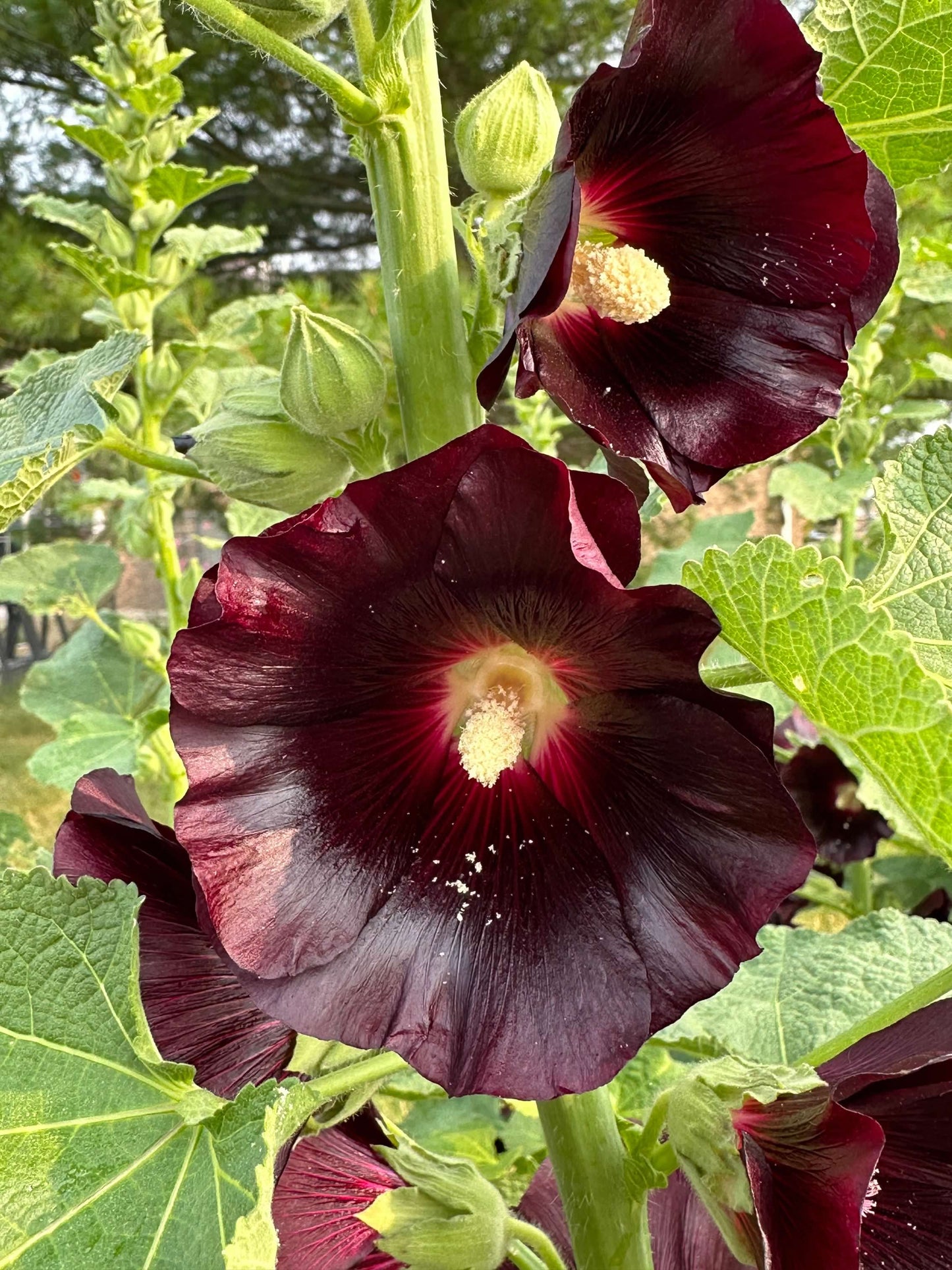 Hollyhock ‘Nigra’