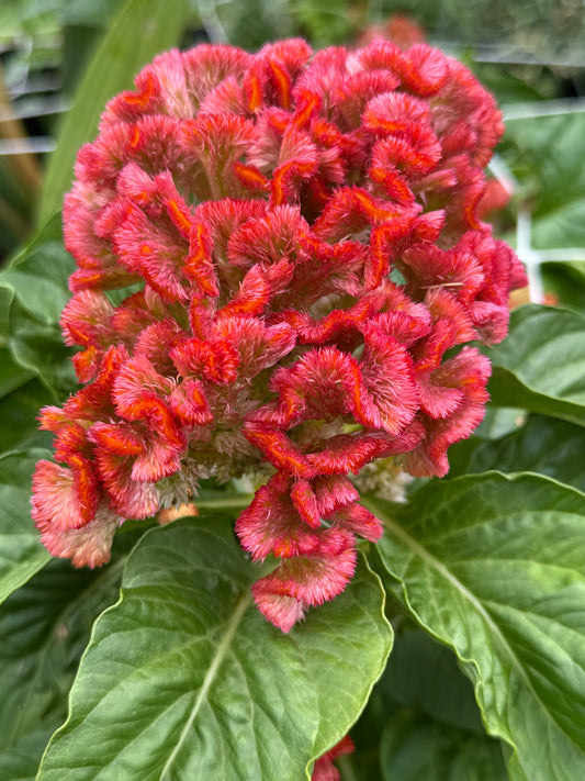 Cockscomb Celosia
