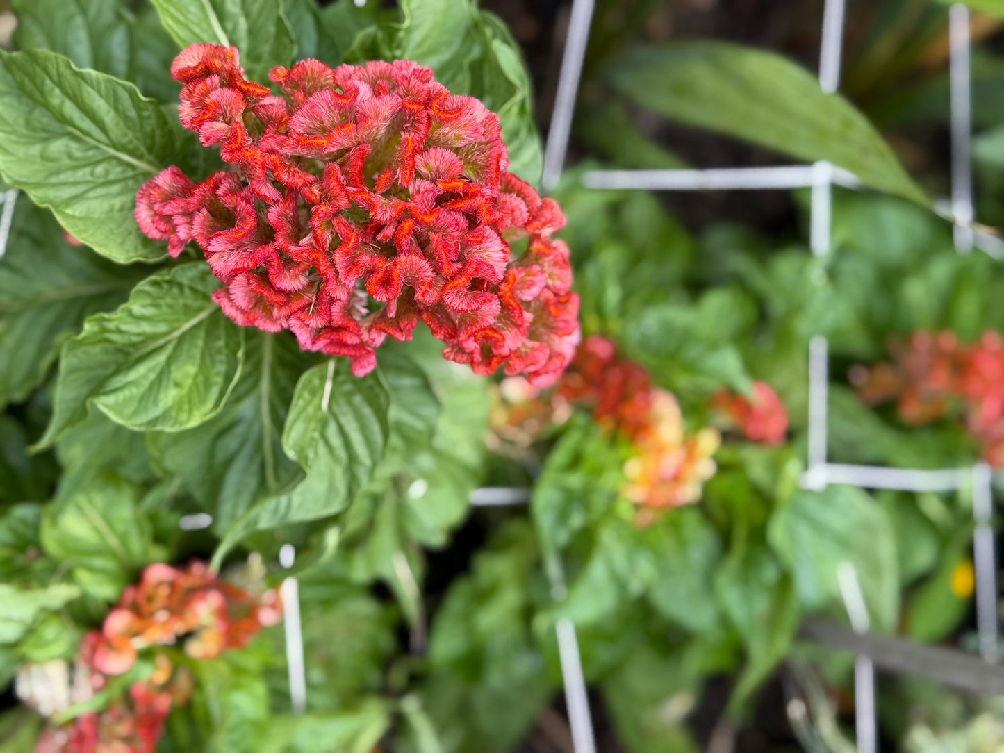 Celosia – Pink and Orange Cockscomb