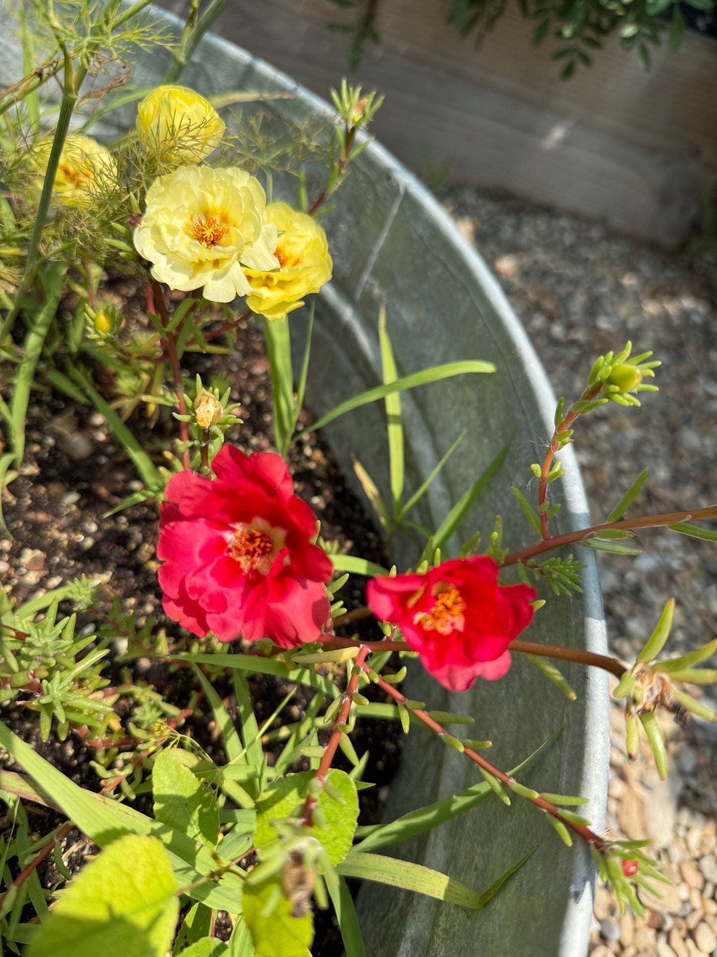 Portulaca Double (Moss Rose) Mix