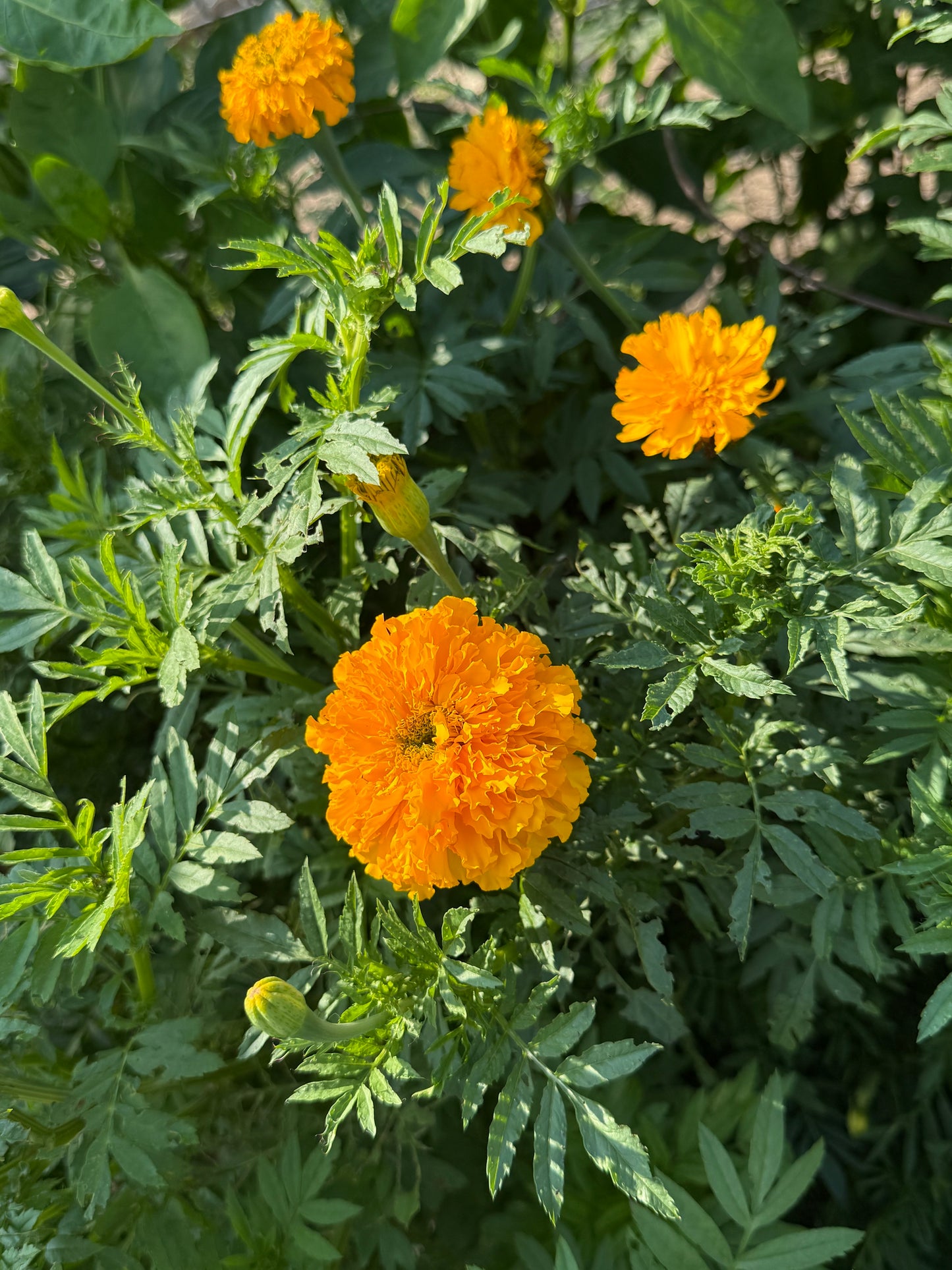 African Marigold Seeds
