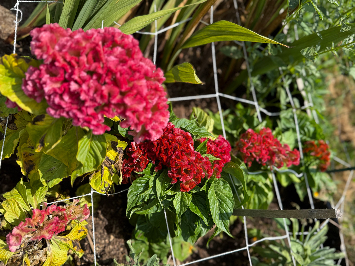 Celosia – Pink and Orange Cockscomb