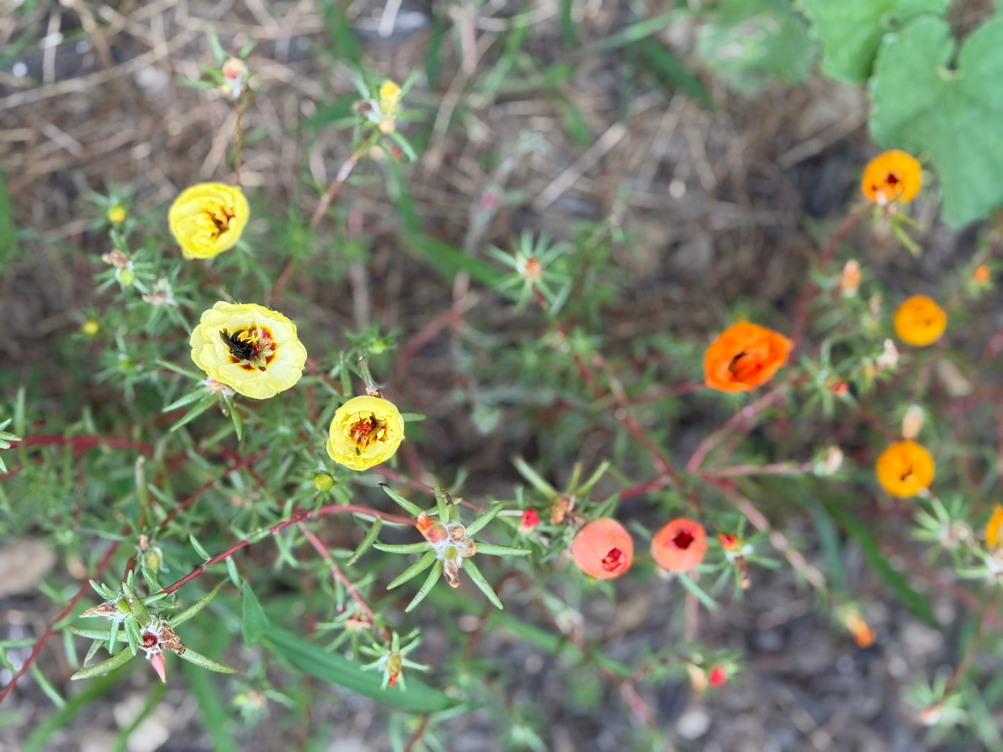 Portulaca Double (Moss Rose) Mix