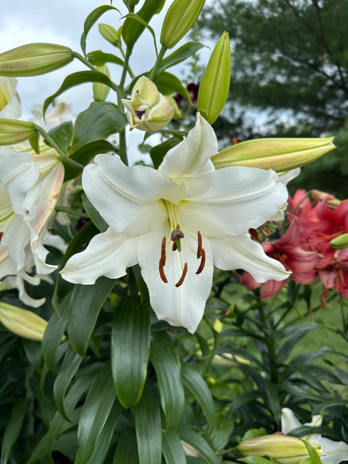 Lilium Oriental Casablanca
