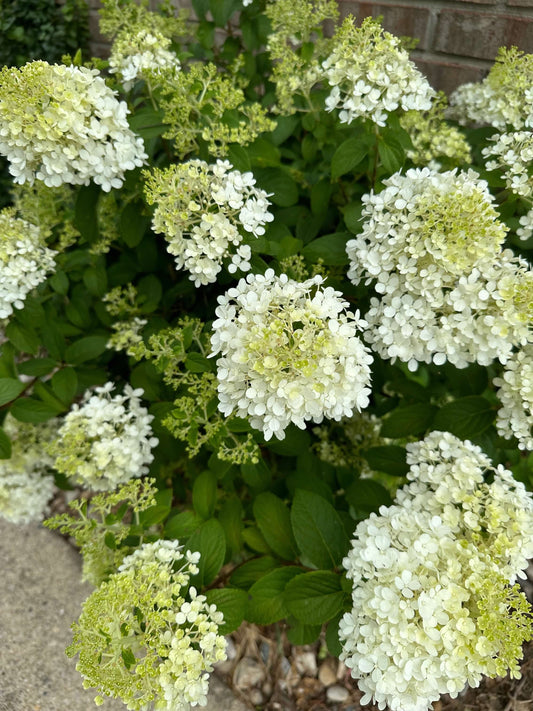 White and Green Hydrangea