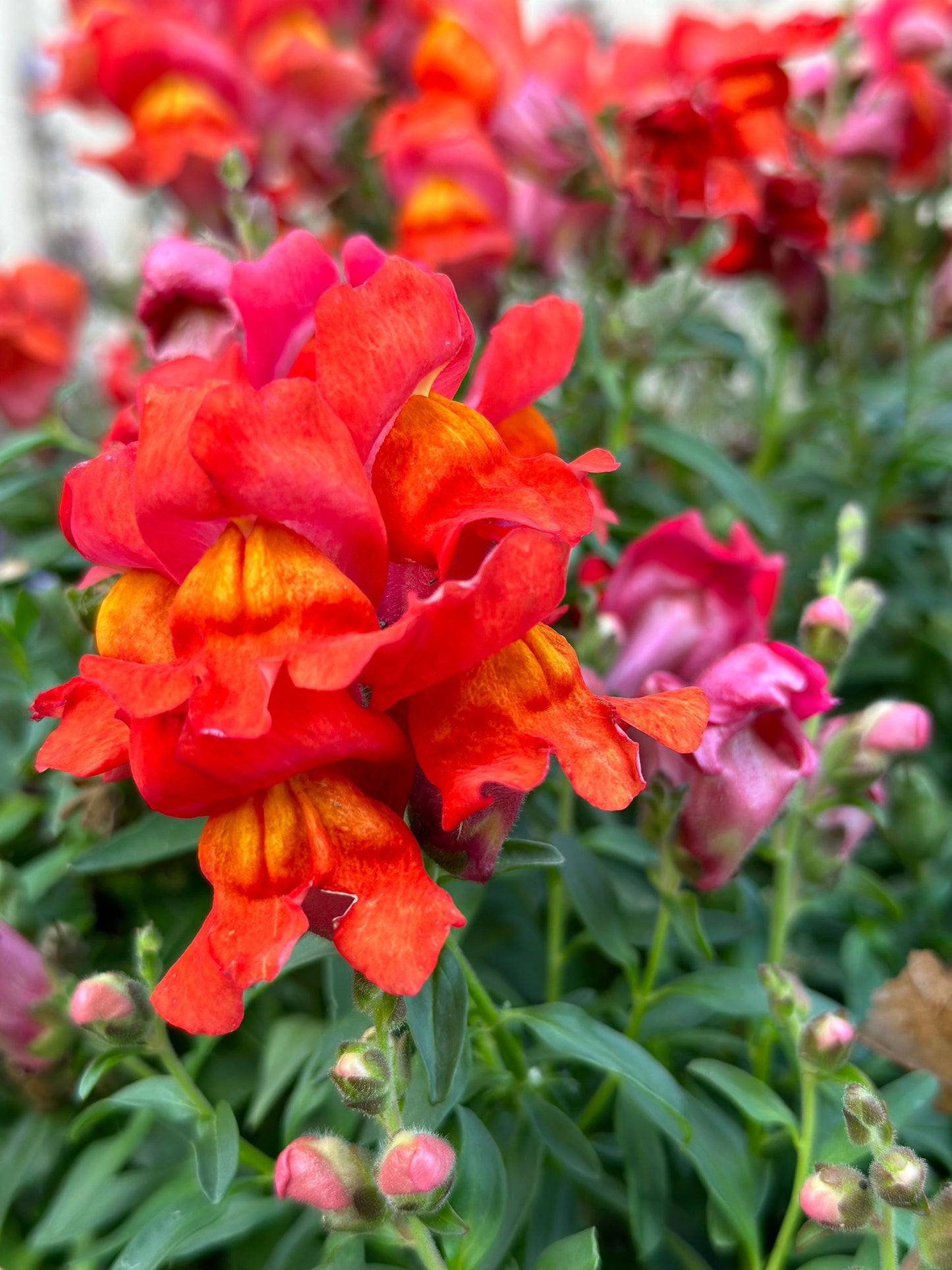 Orange Wonder Snapdragon Seeds