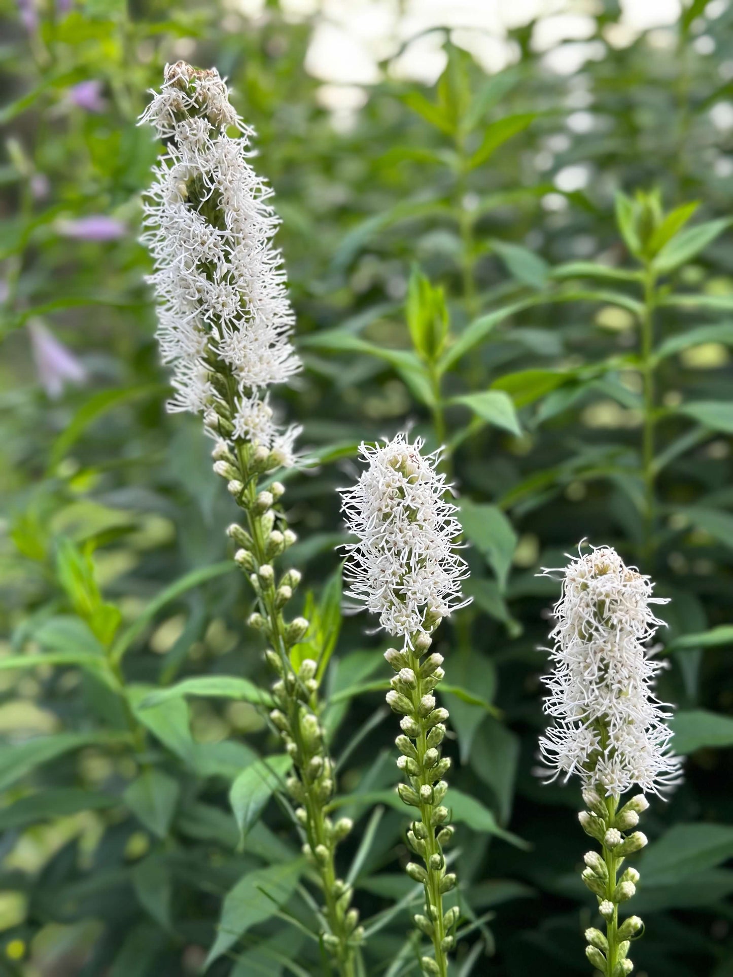 Blazing Star (Liatris)