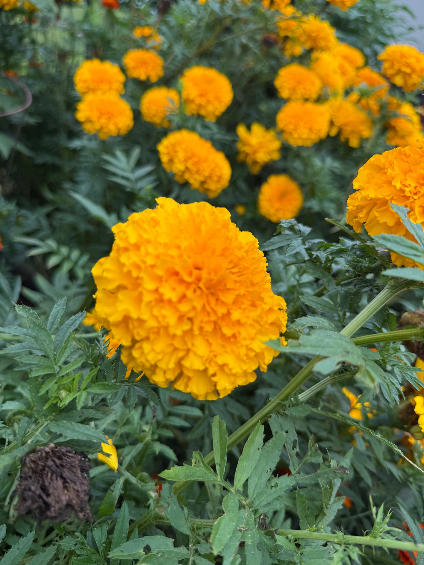 African Marigold Seeds