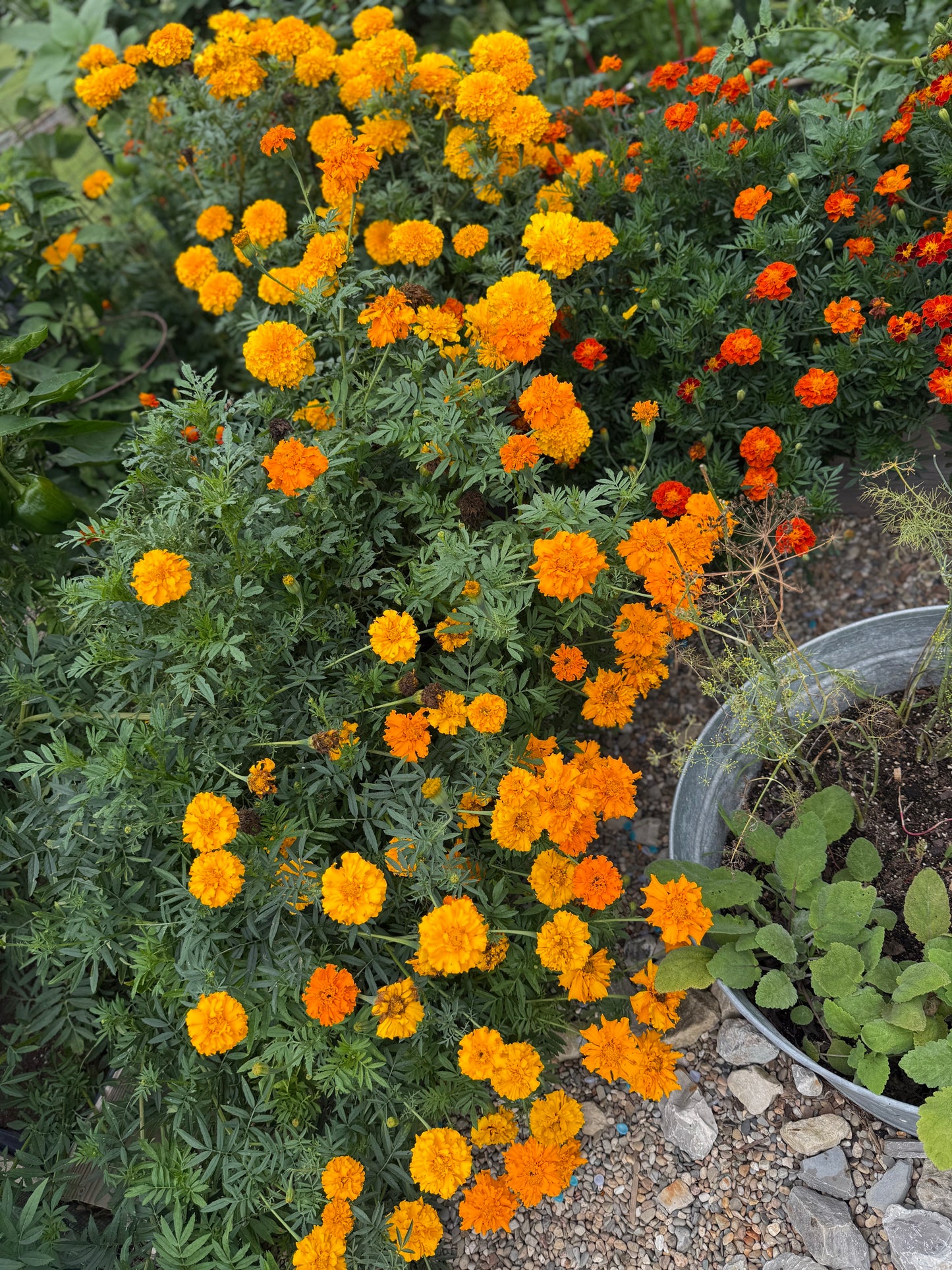 African Marigold Seeds