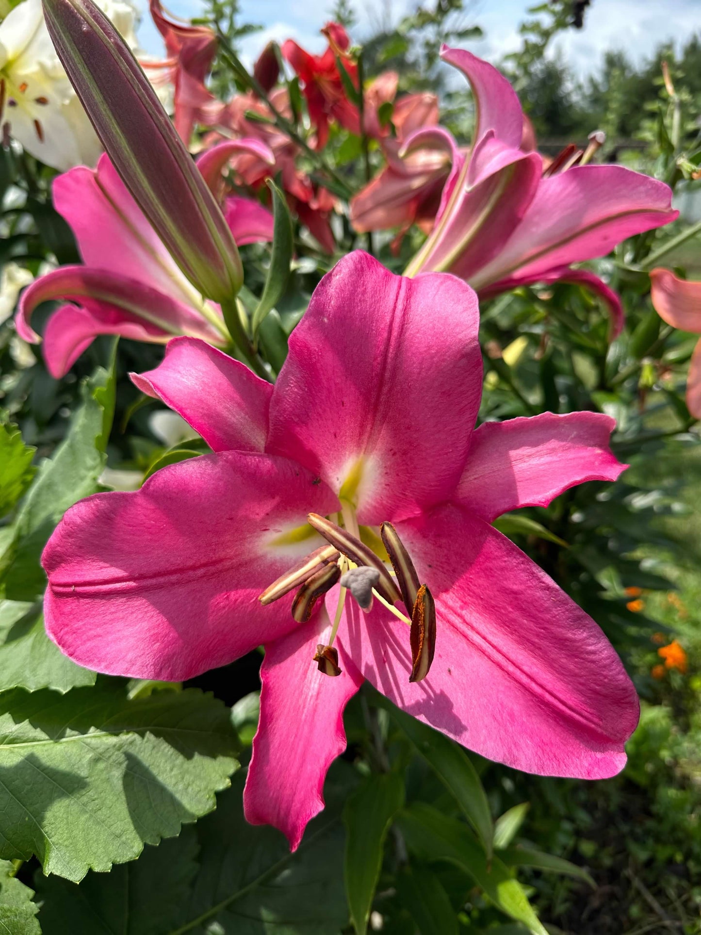 OT Lily – Pink Hybrid