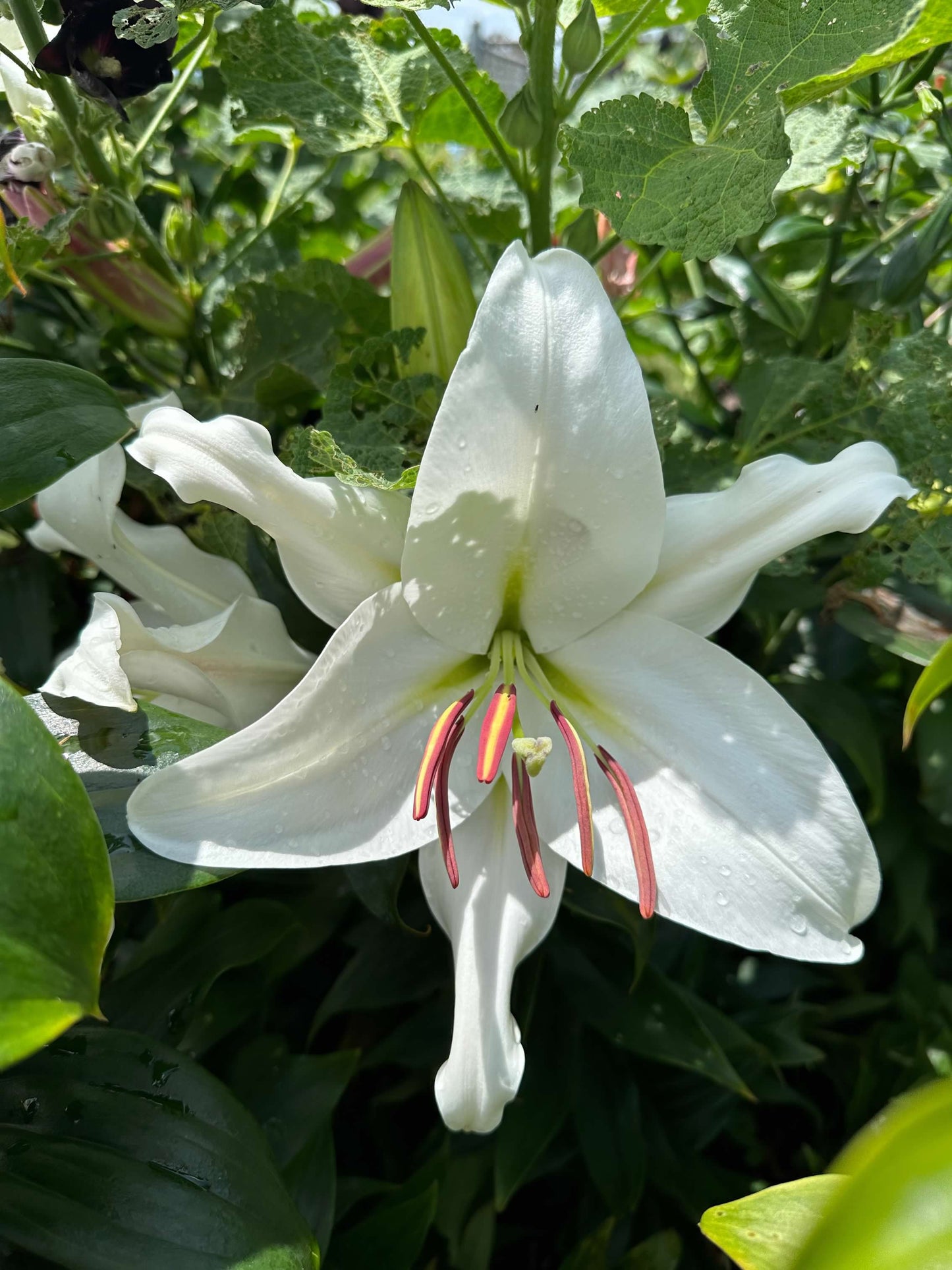 Lilium Oriental Casablanca