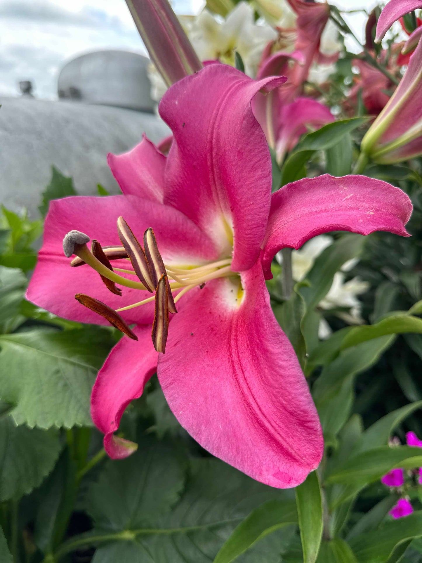 OT Lily – Pink Hybrid