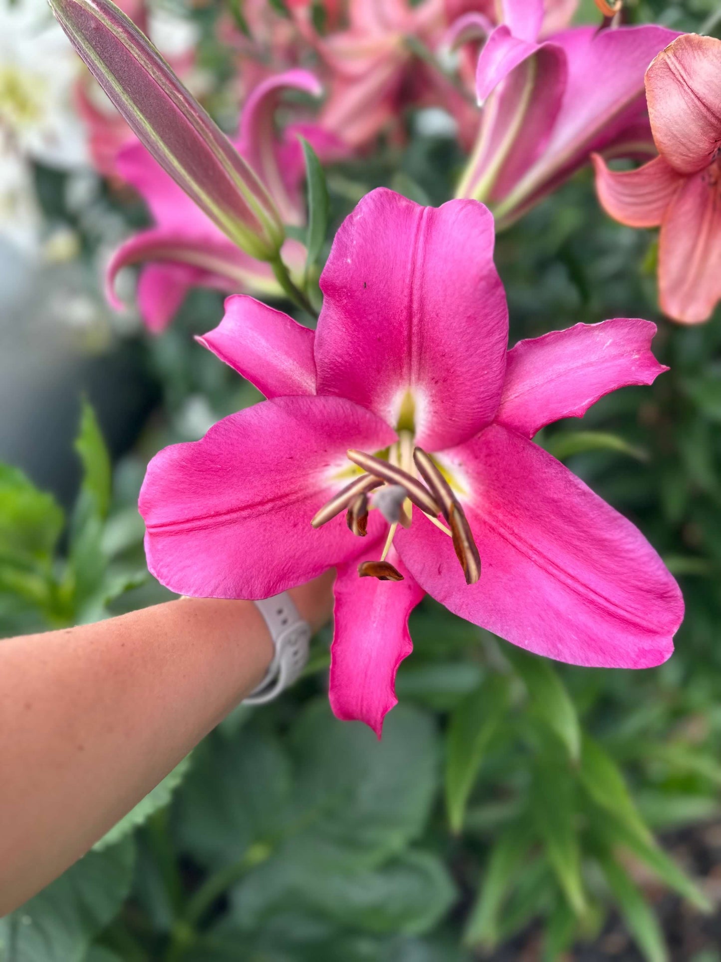 OT Lily – Pink Hybrid