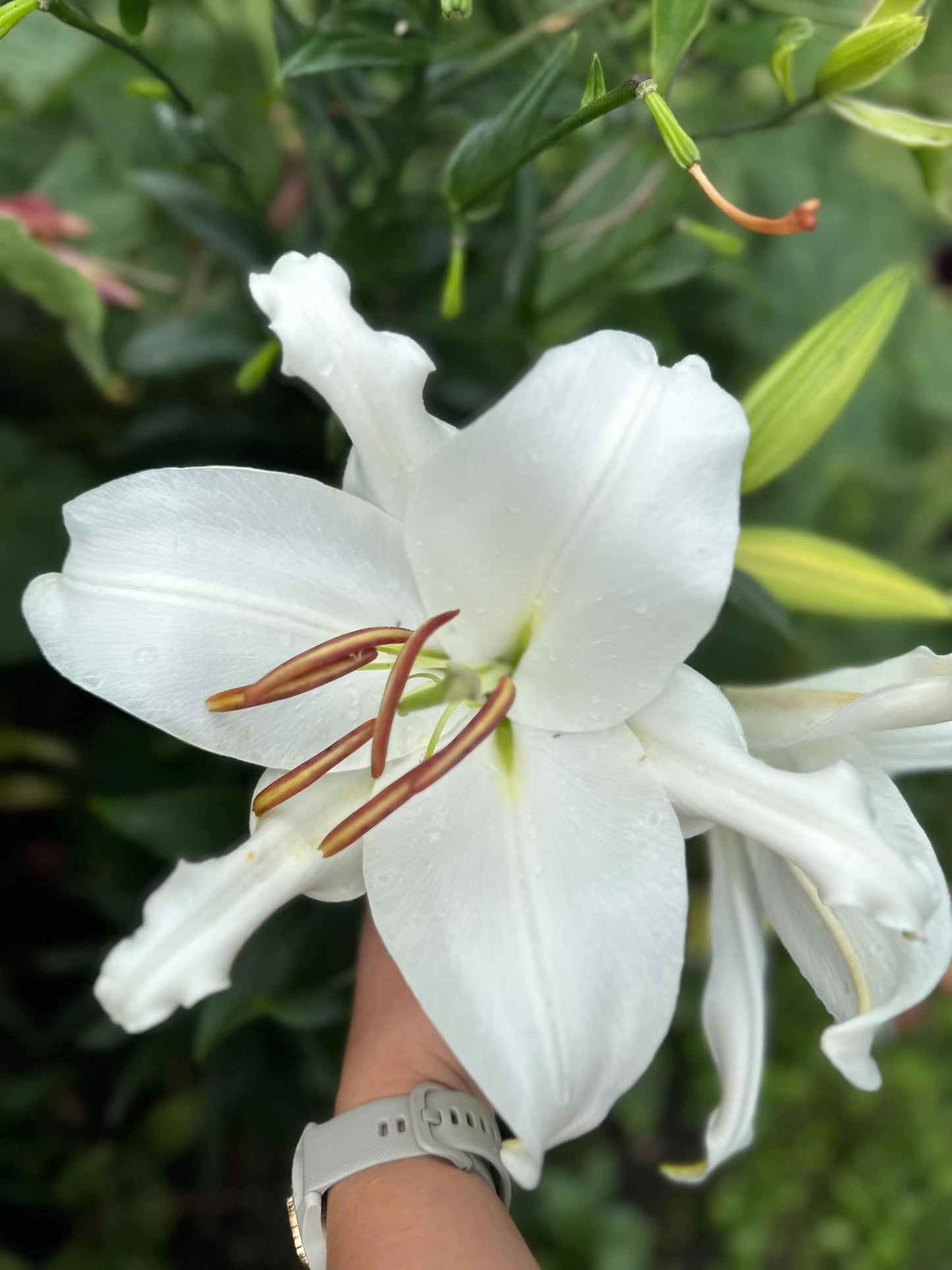 Lilium Oriental Casablanca