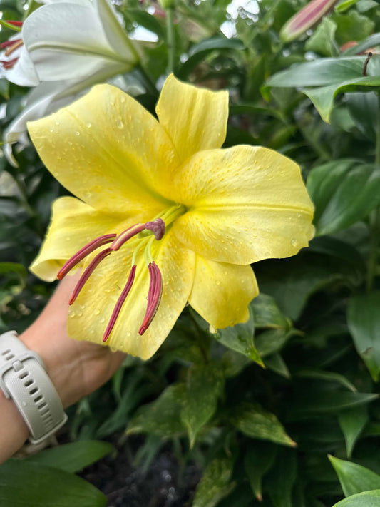 OT Lily – Yellow Hybrid