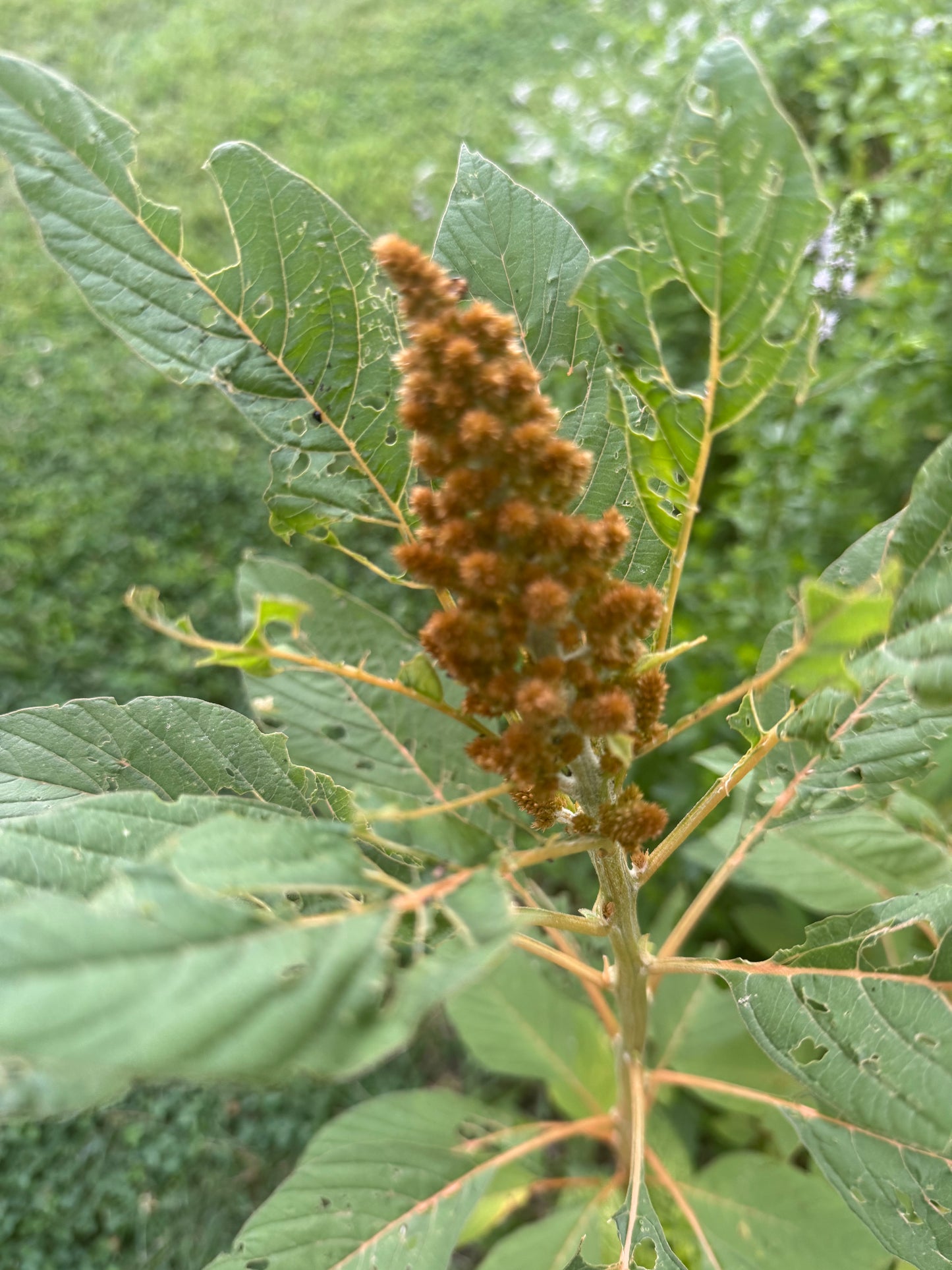 Upright Amaranthus