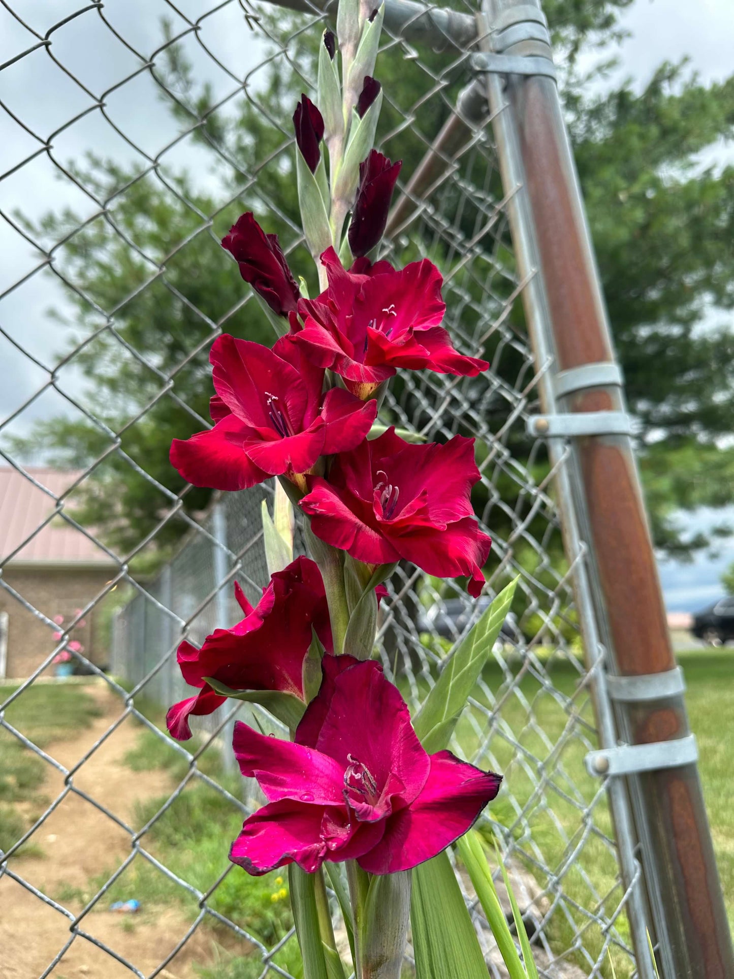 Gladiolus