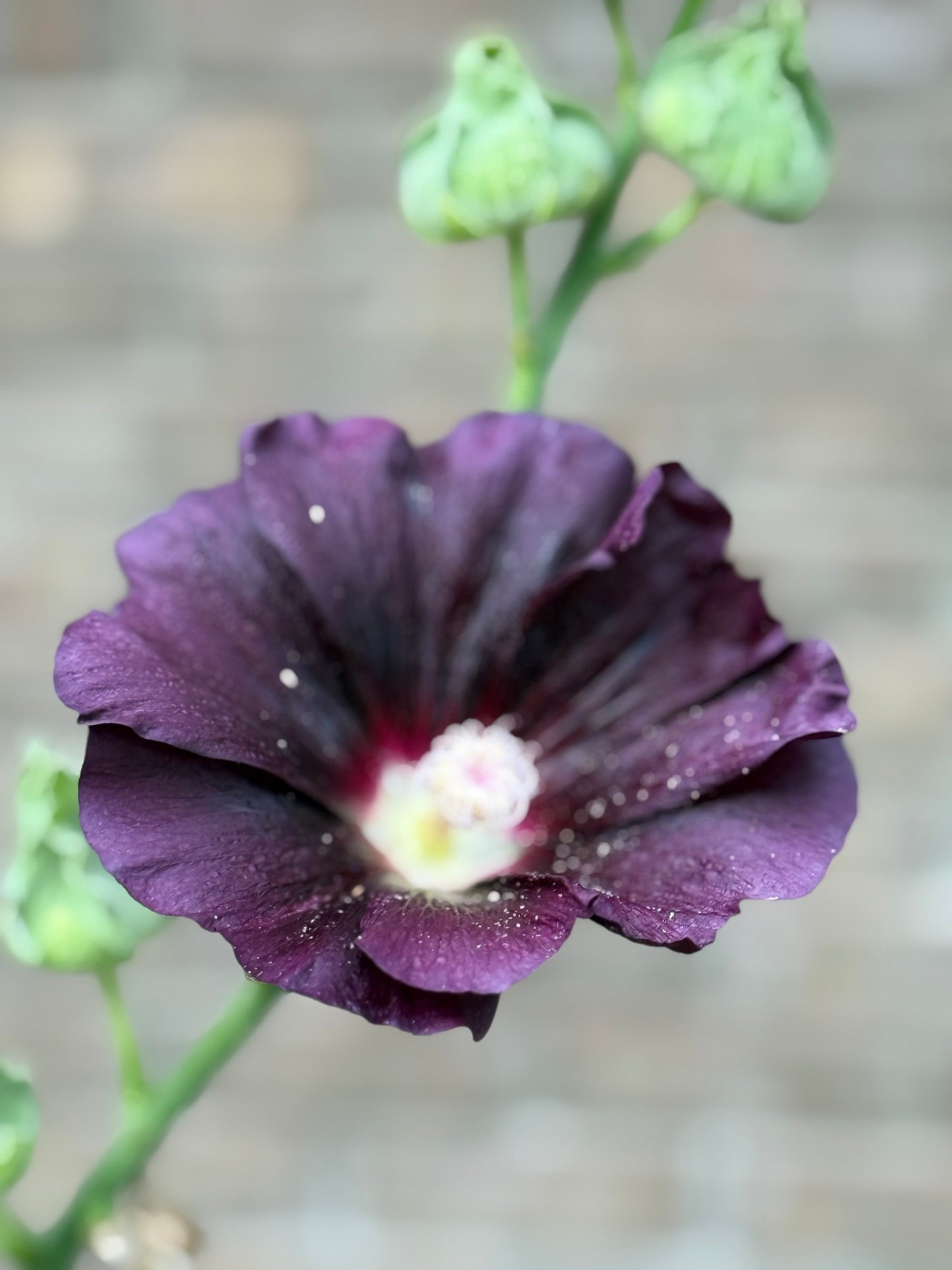 Hollyhock ‘Nigra’
