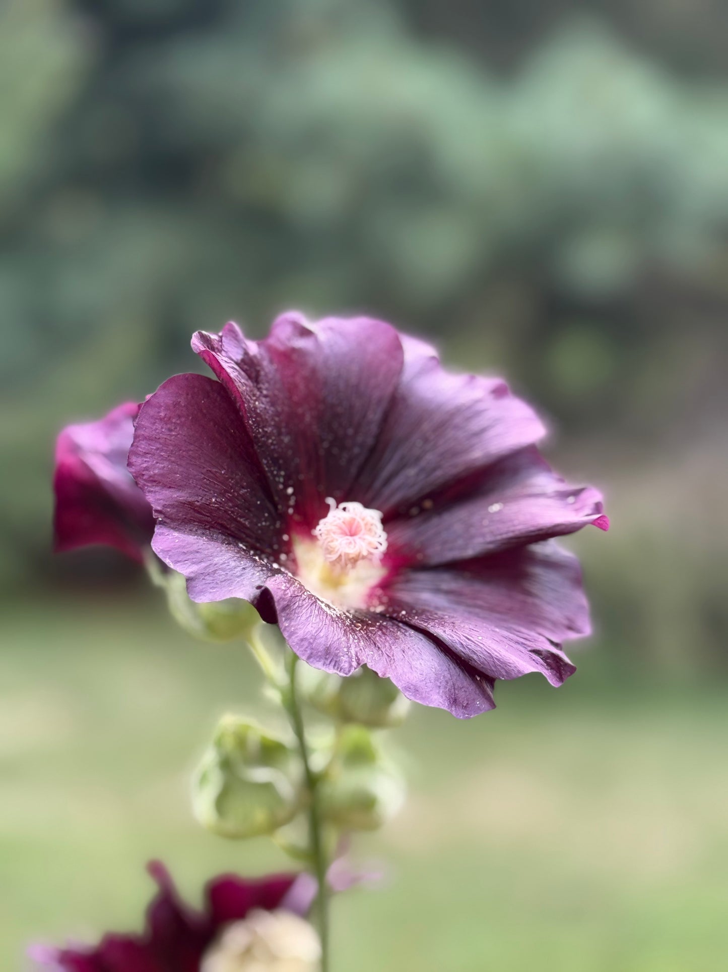Hollyhock ‘Nigra’
