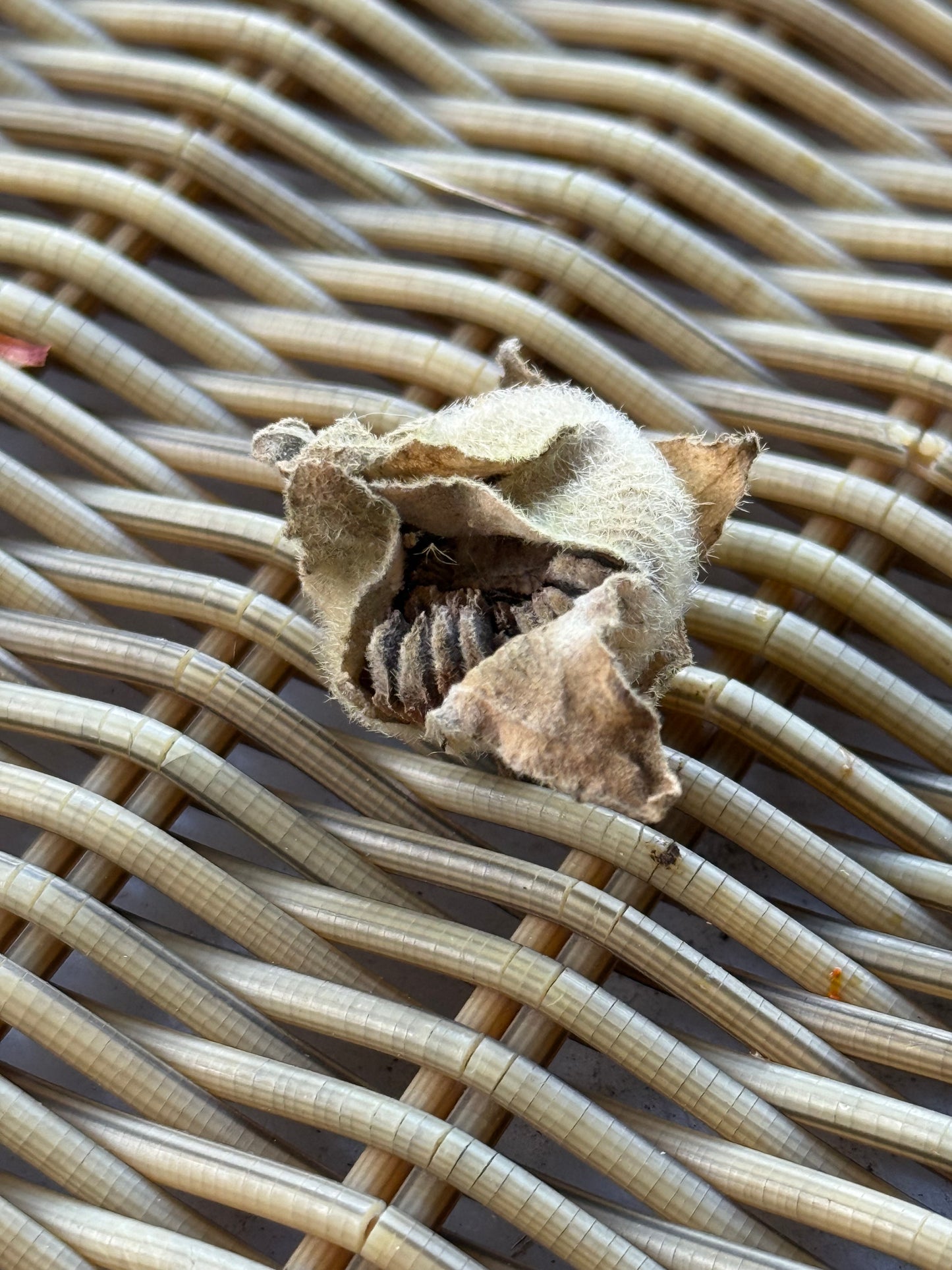 Hollyhock ‘Nigra’