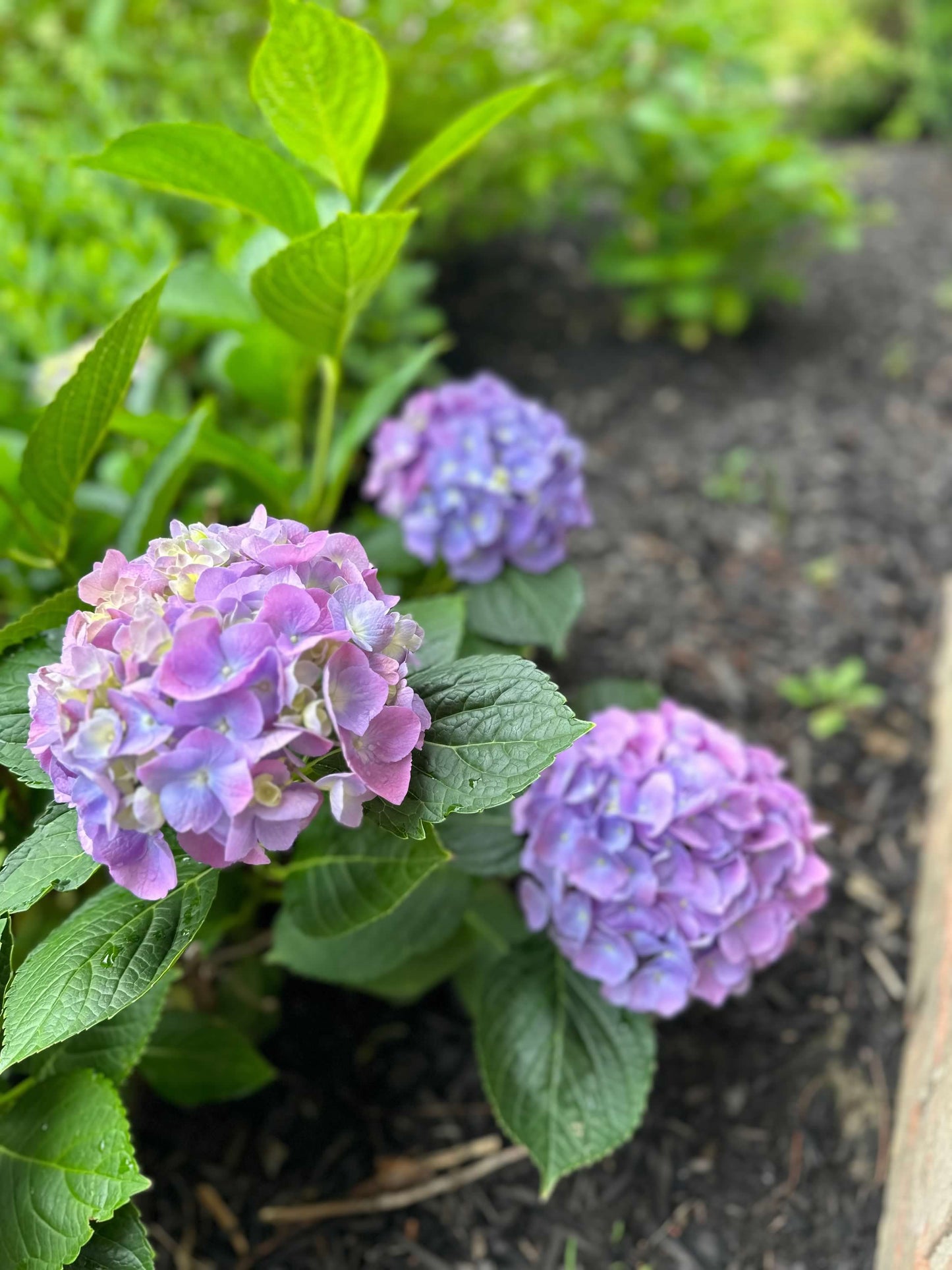 Pink and Blue Hydrangea