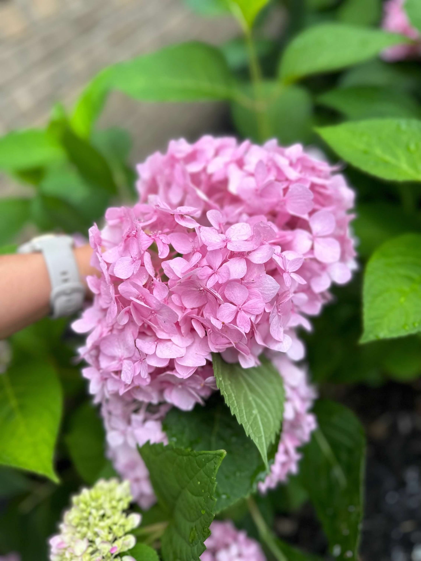 Pink and Blue Hydrangea