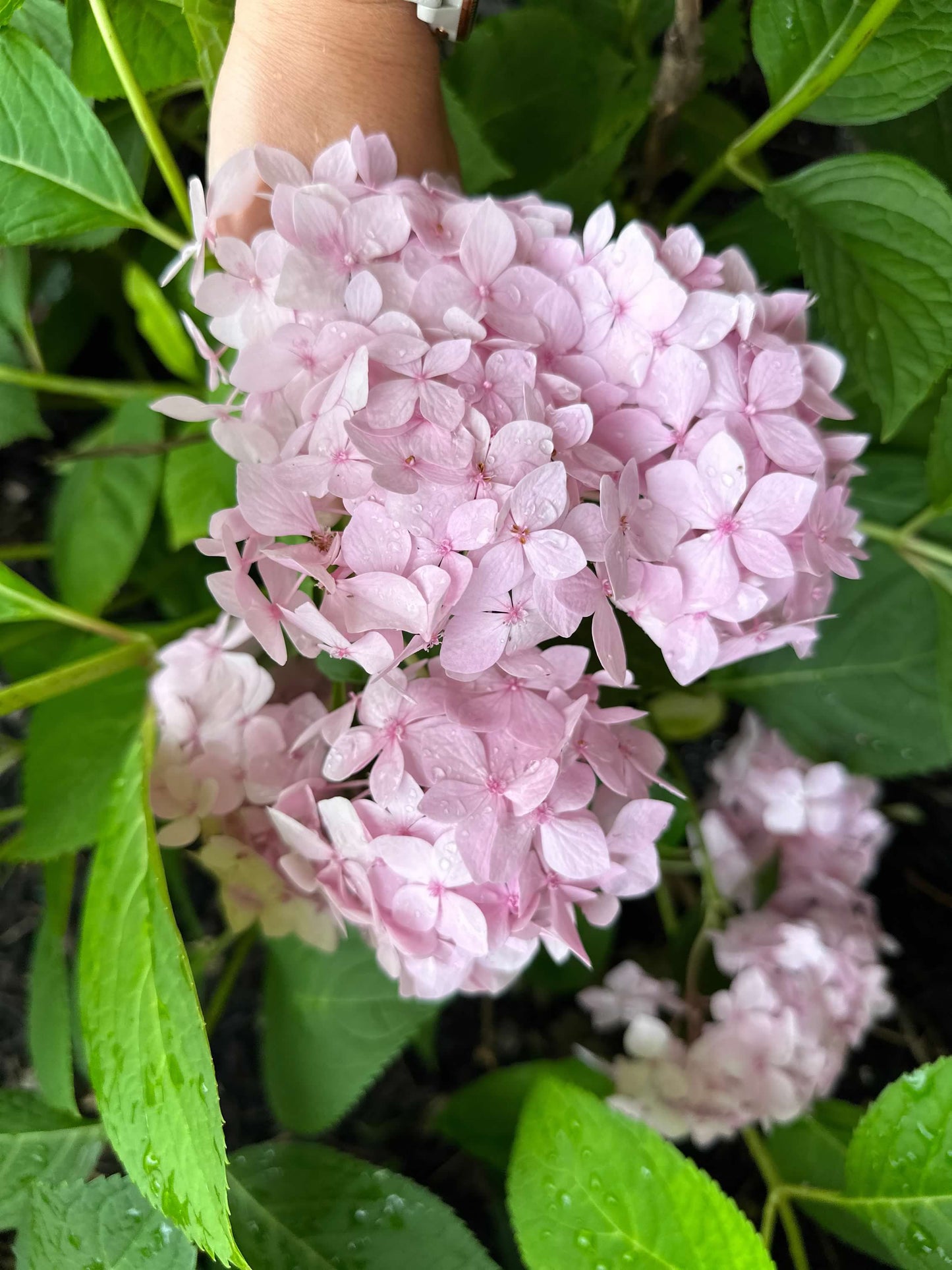 Pink and Blue Hydrangea