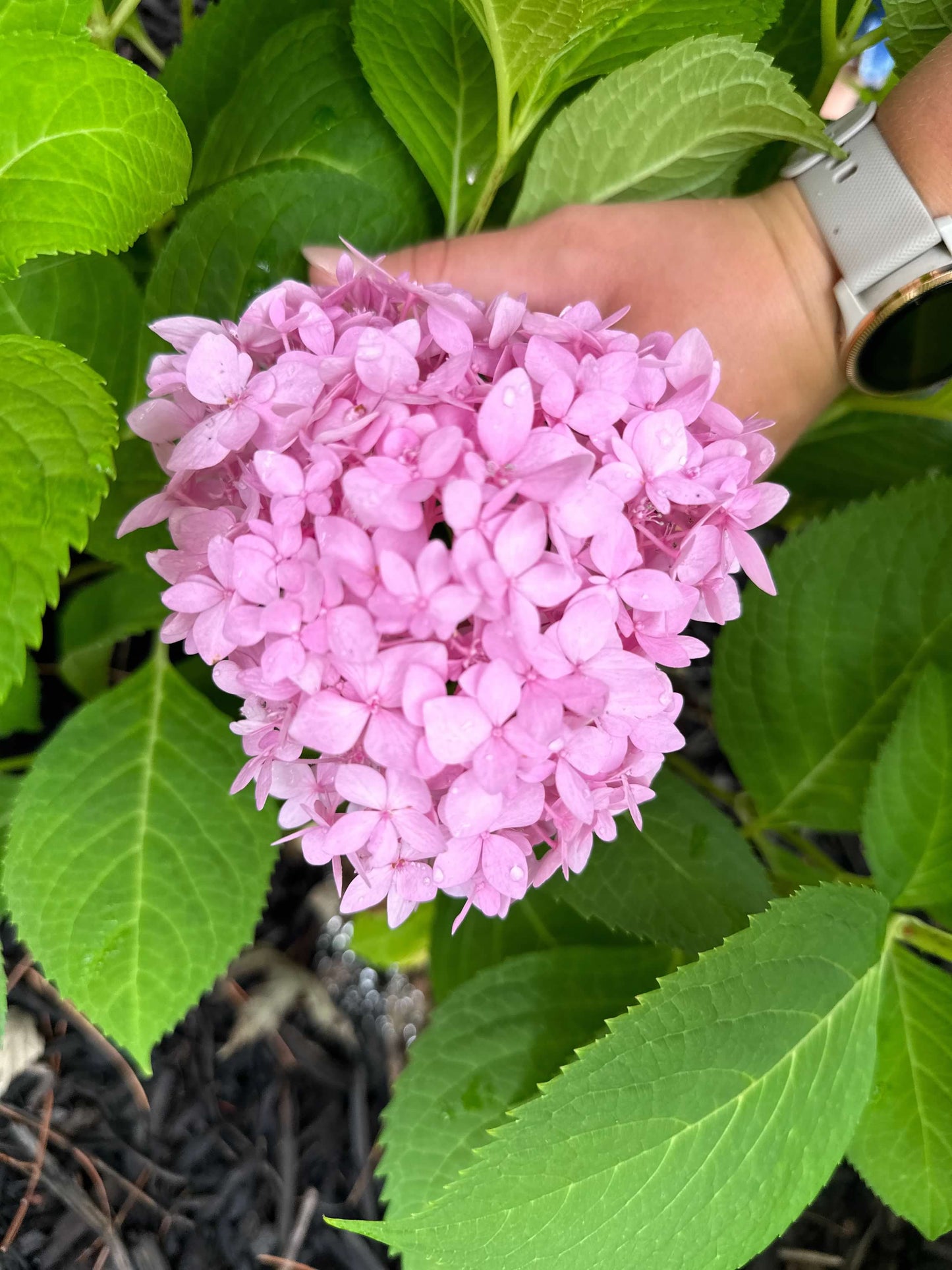 Pink and Blue Hydrangea
