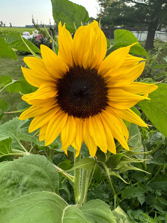 Standard Sunflowers