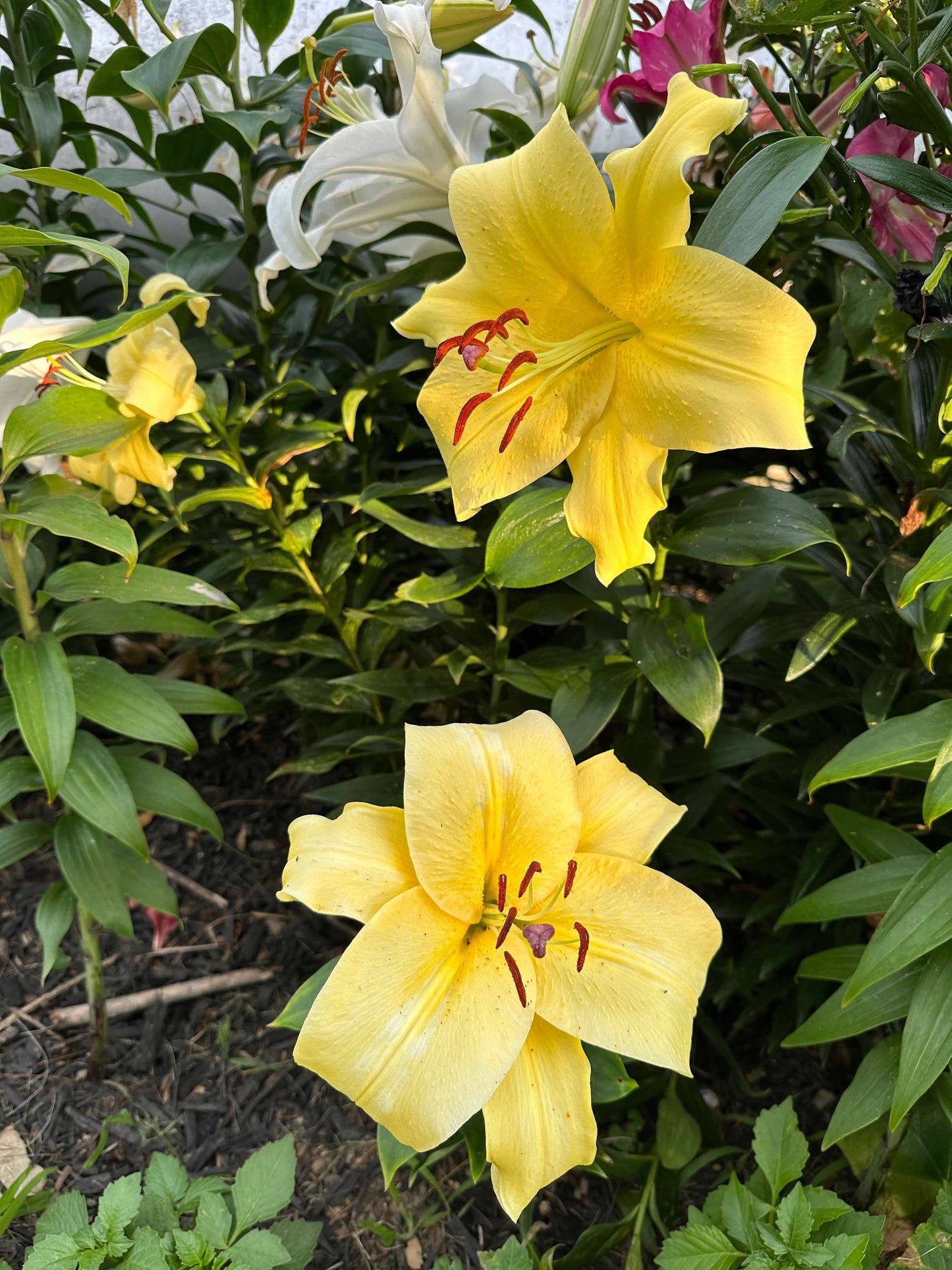 OT Lily – Yellow Hybrid