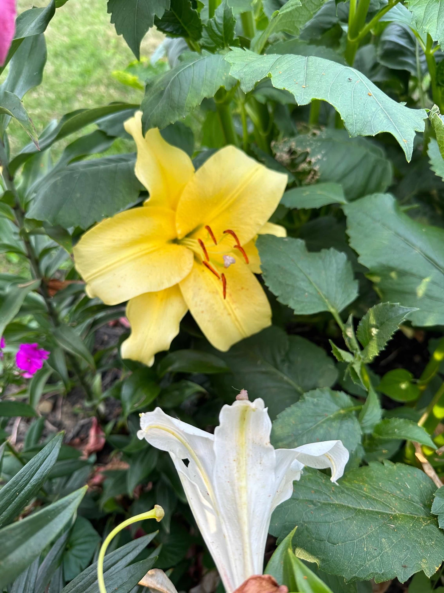 OT Lily – Yellow Hybrid