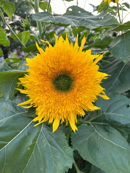 Teddy Bear Sunflowers